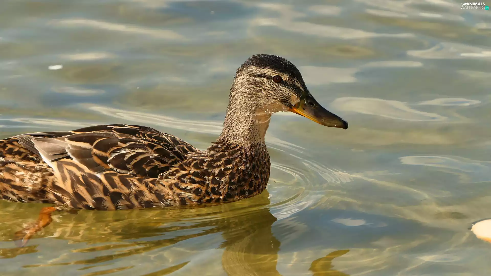 Mallard Duck, Bird, water, female