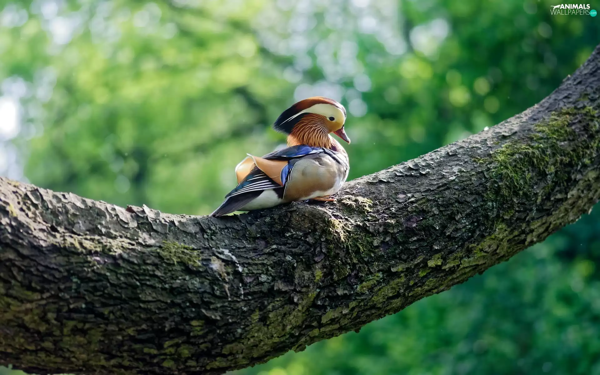 Bird, mandarine, trunk, duck