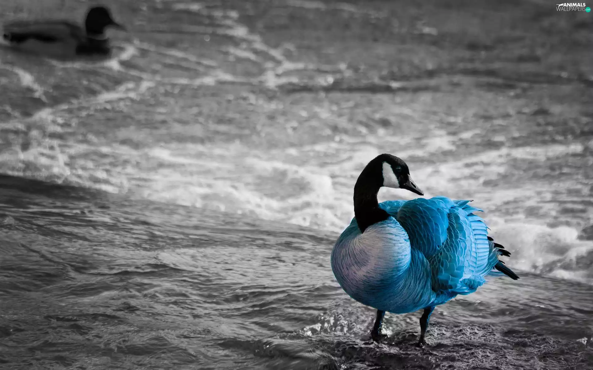 duck, blue, black