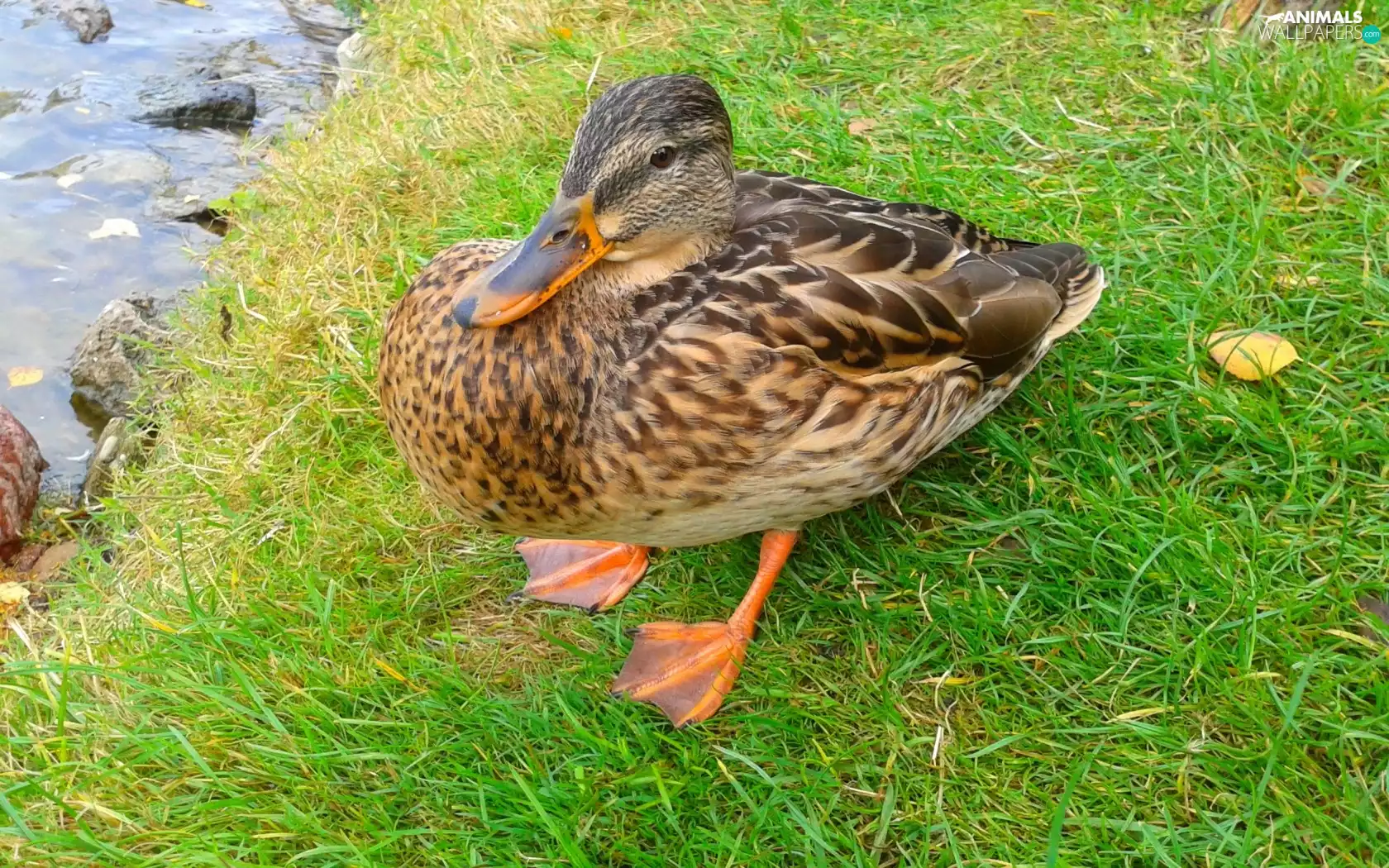 duck, grass