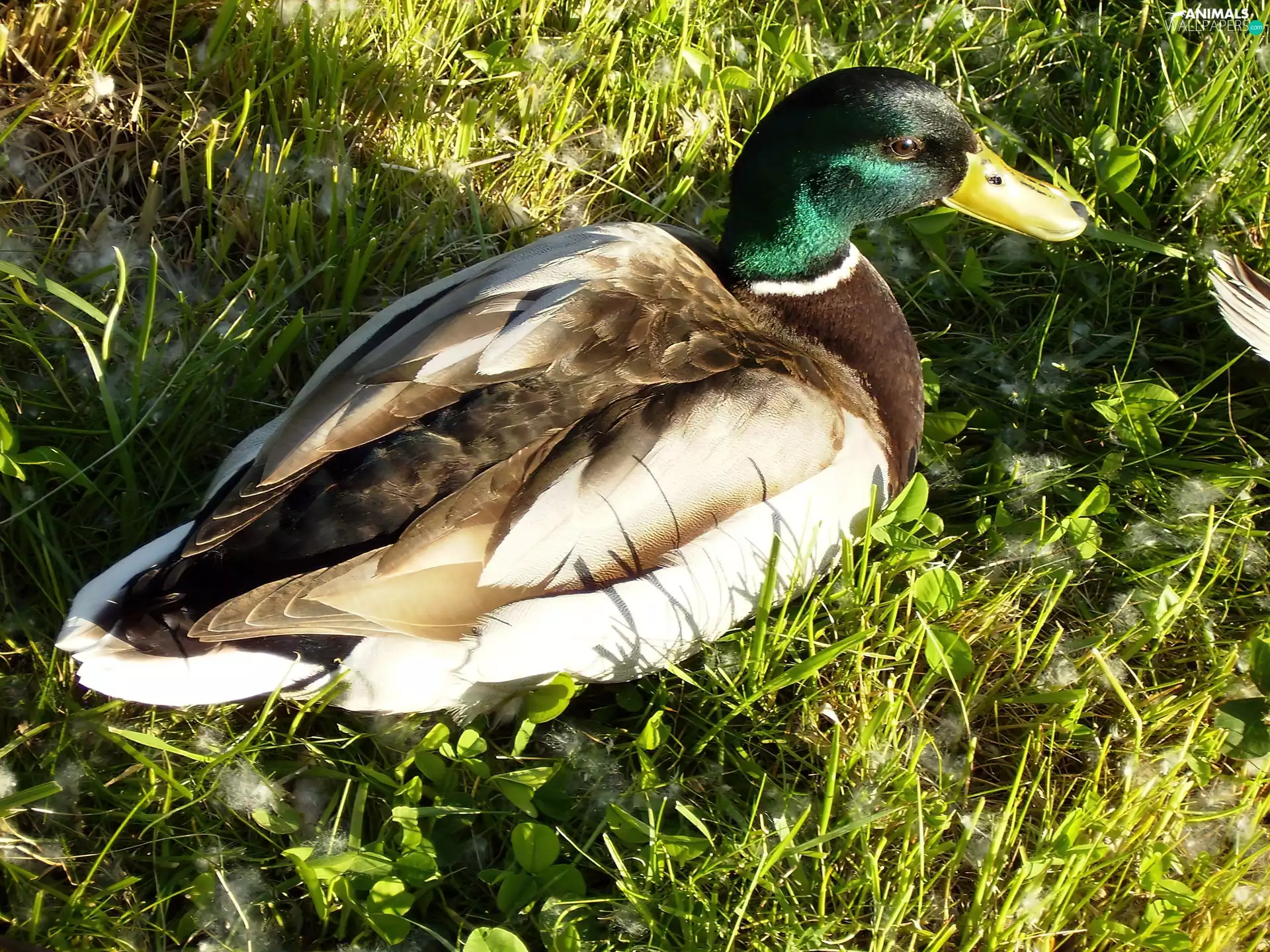 duck, grass
