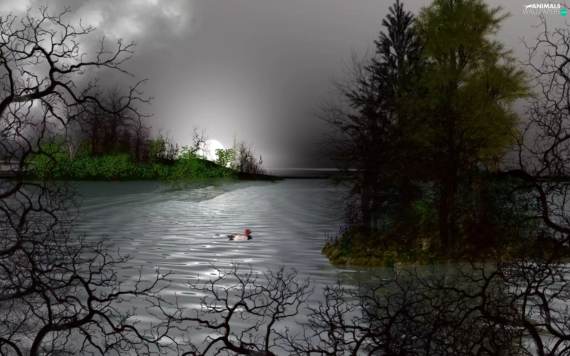 viewes, duck, Night, trees, lake