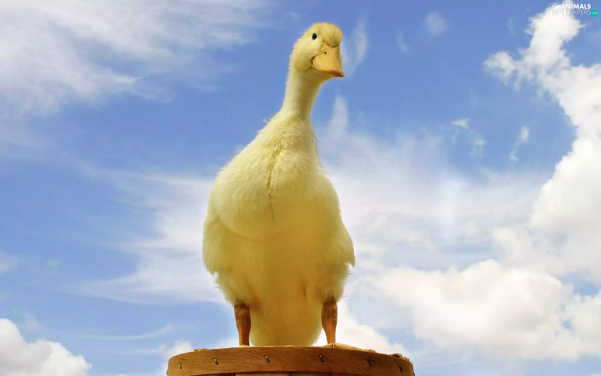 duck, Sky