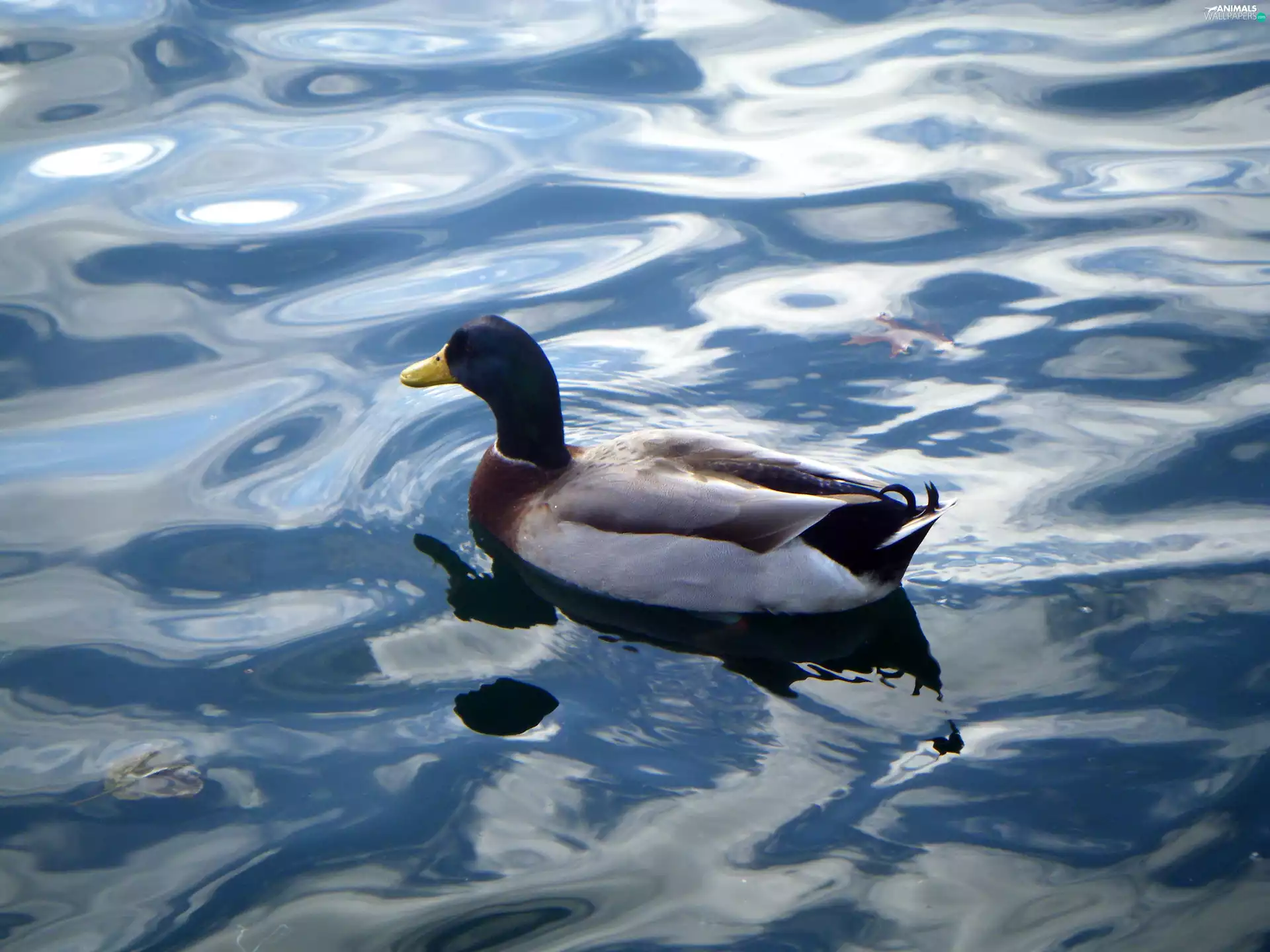 duck, water