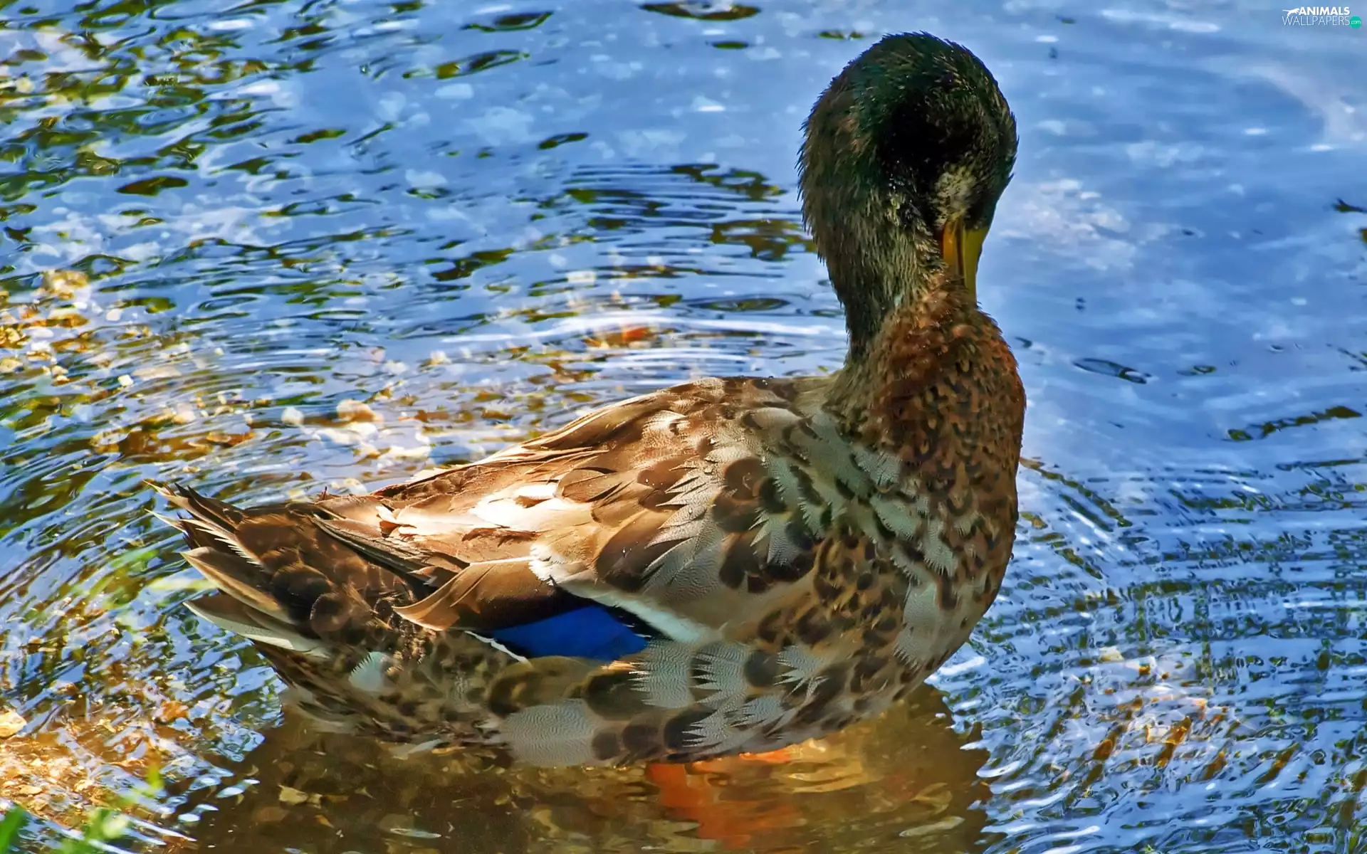 duck, water