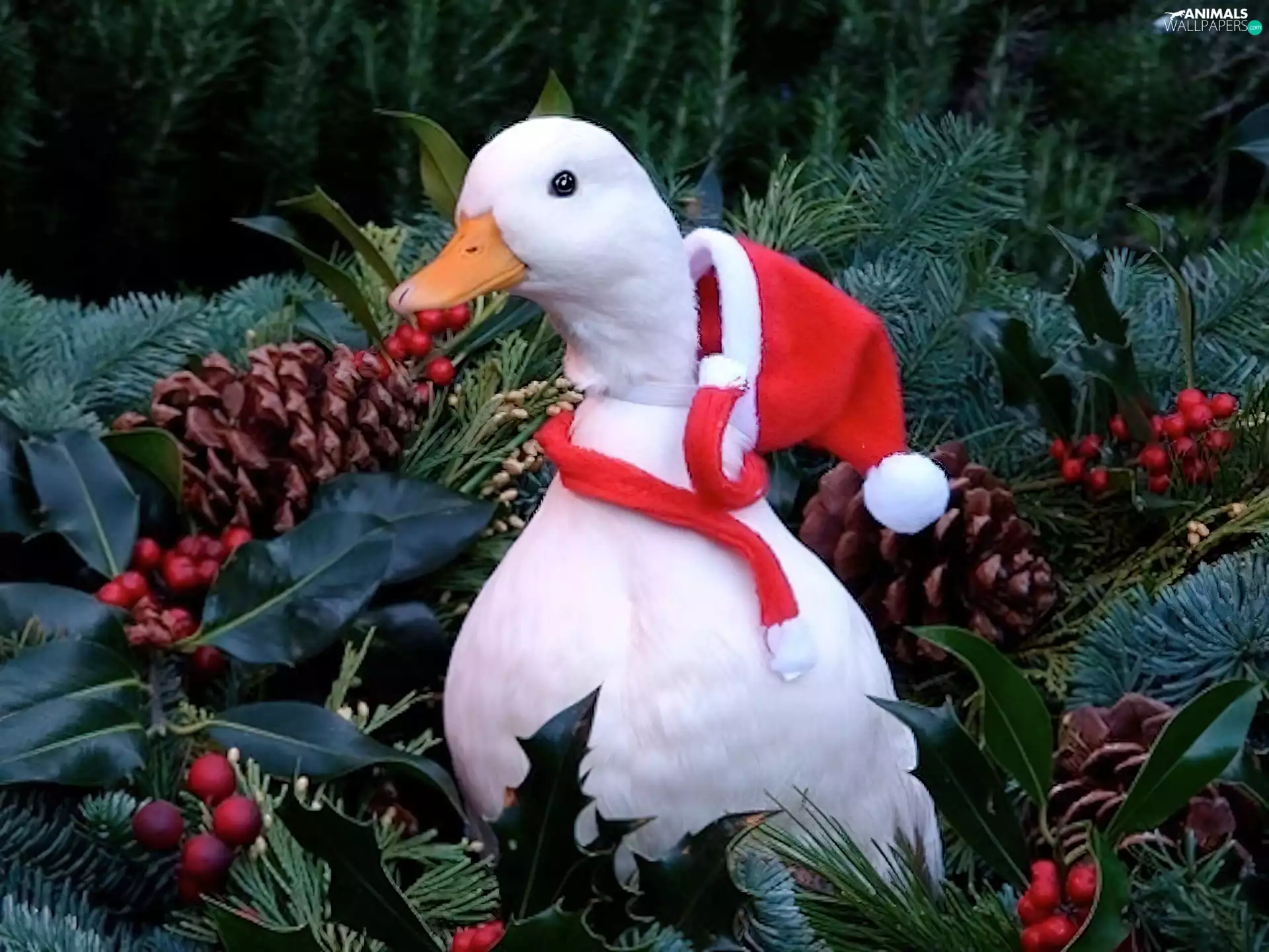 White, Hat, Nicholas, duck