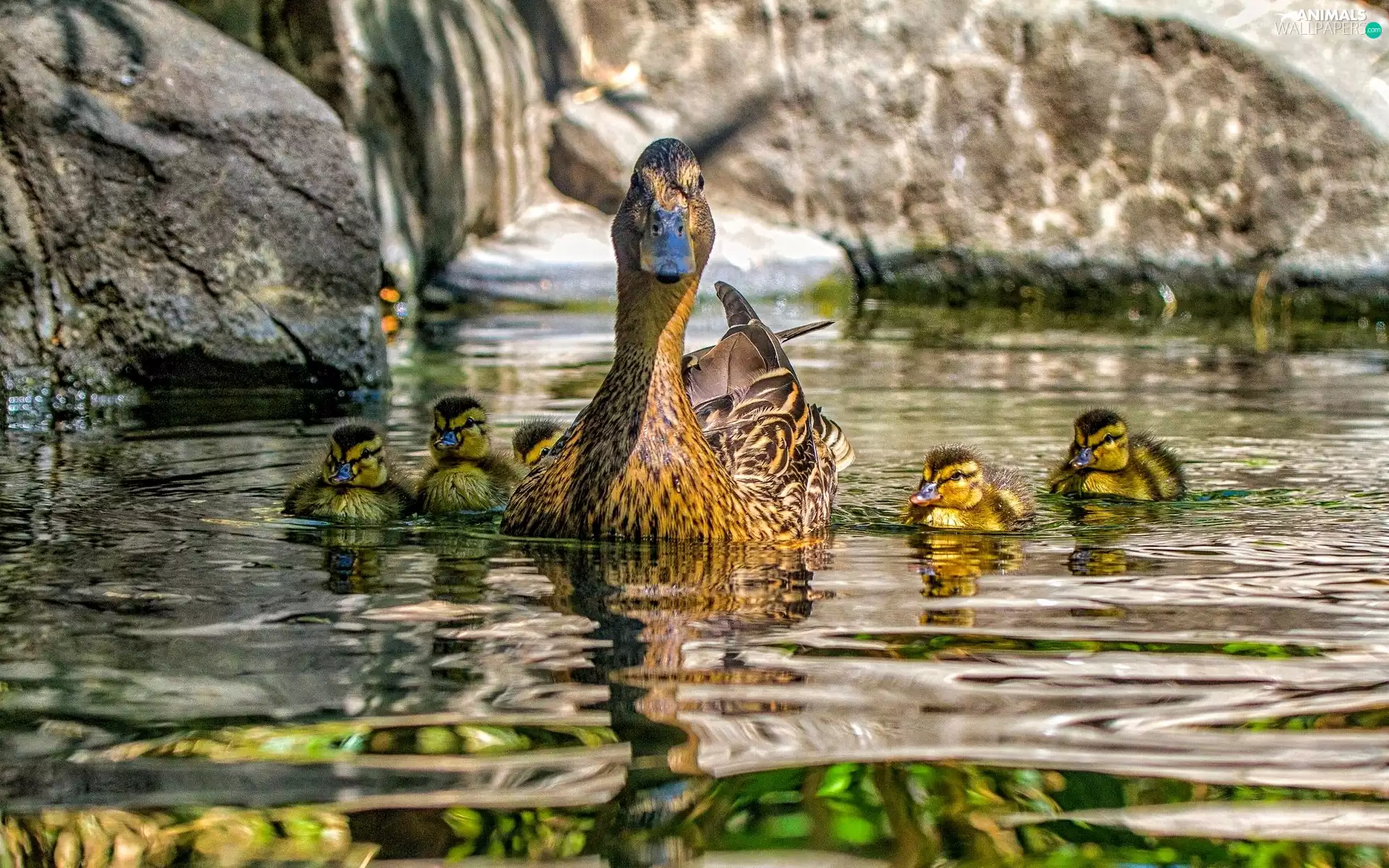 duck, water, reflection, Ducklings