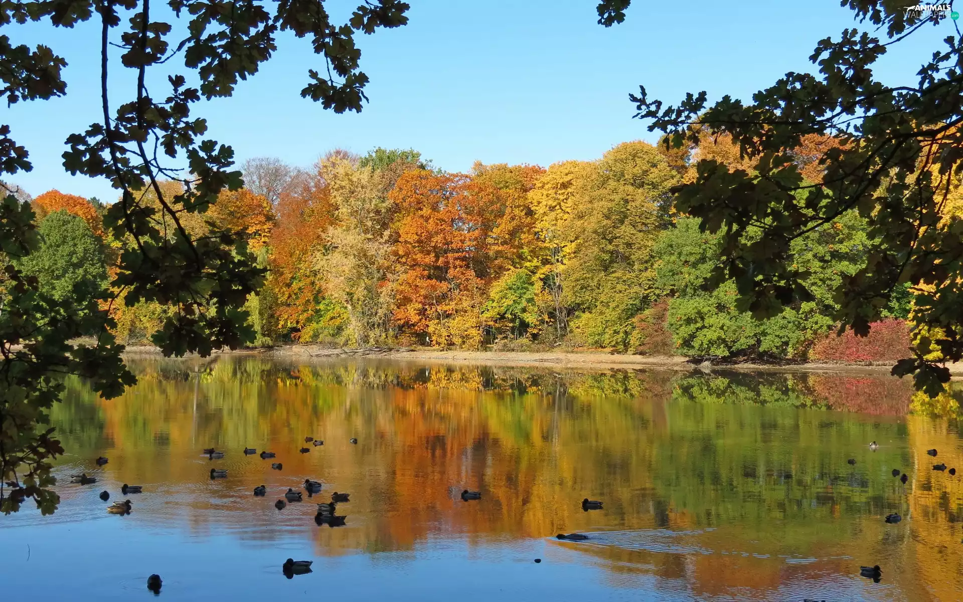 Park, ducks, autumn, Pond - car