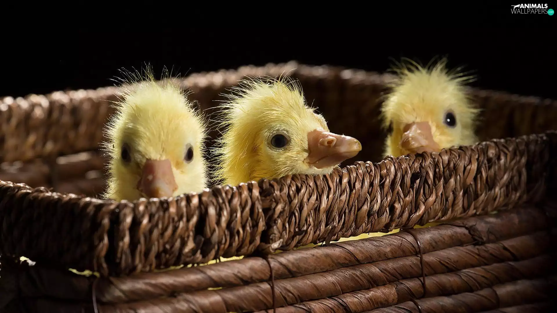 ducks, basket