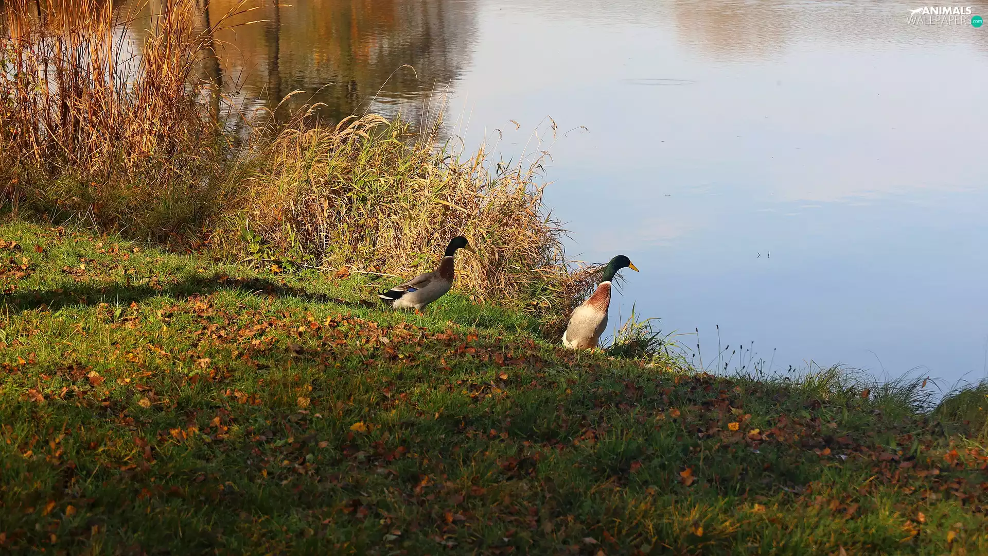 autumn, grass, mallard Ducks, Pond - car