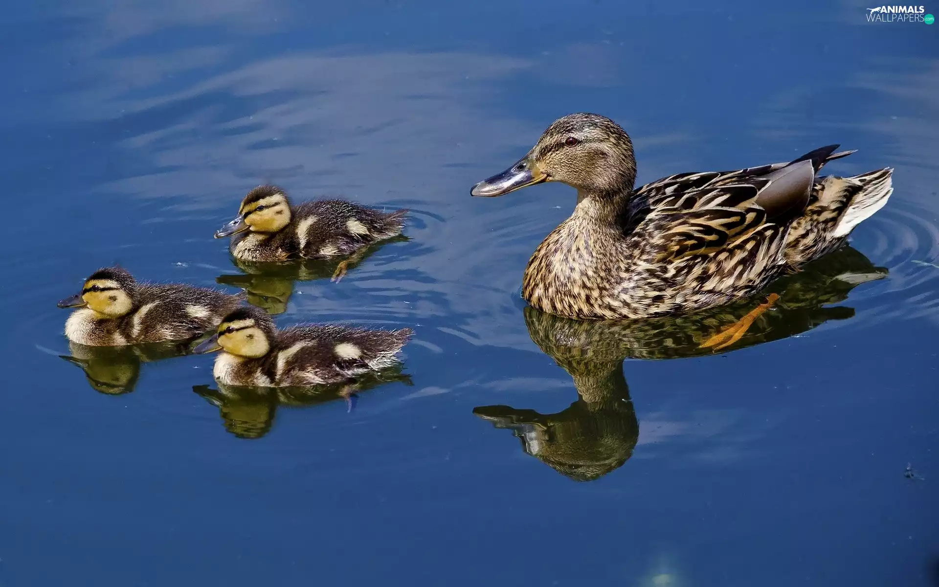 duck, lake, reflection, ducks