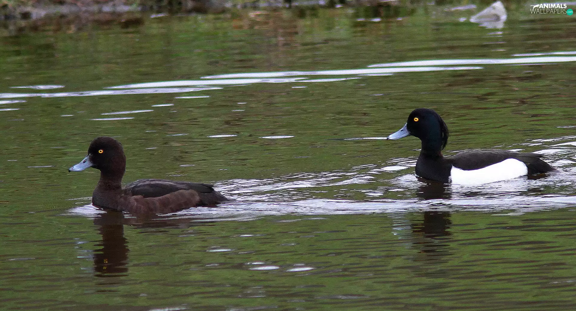 ducks, Tufted Duck