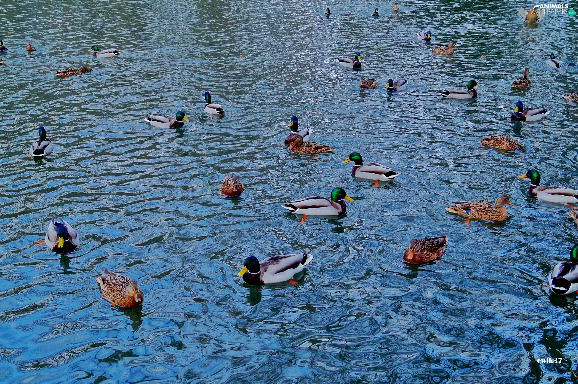 ducks, Pond - car, Ducks
