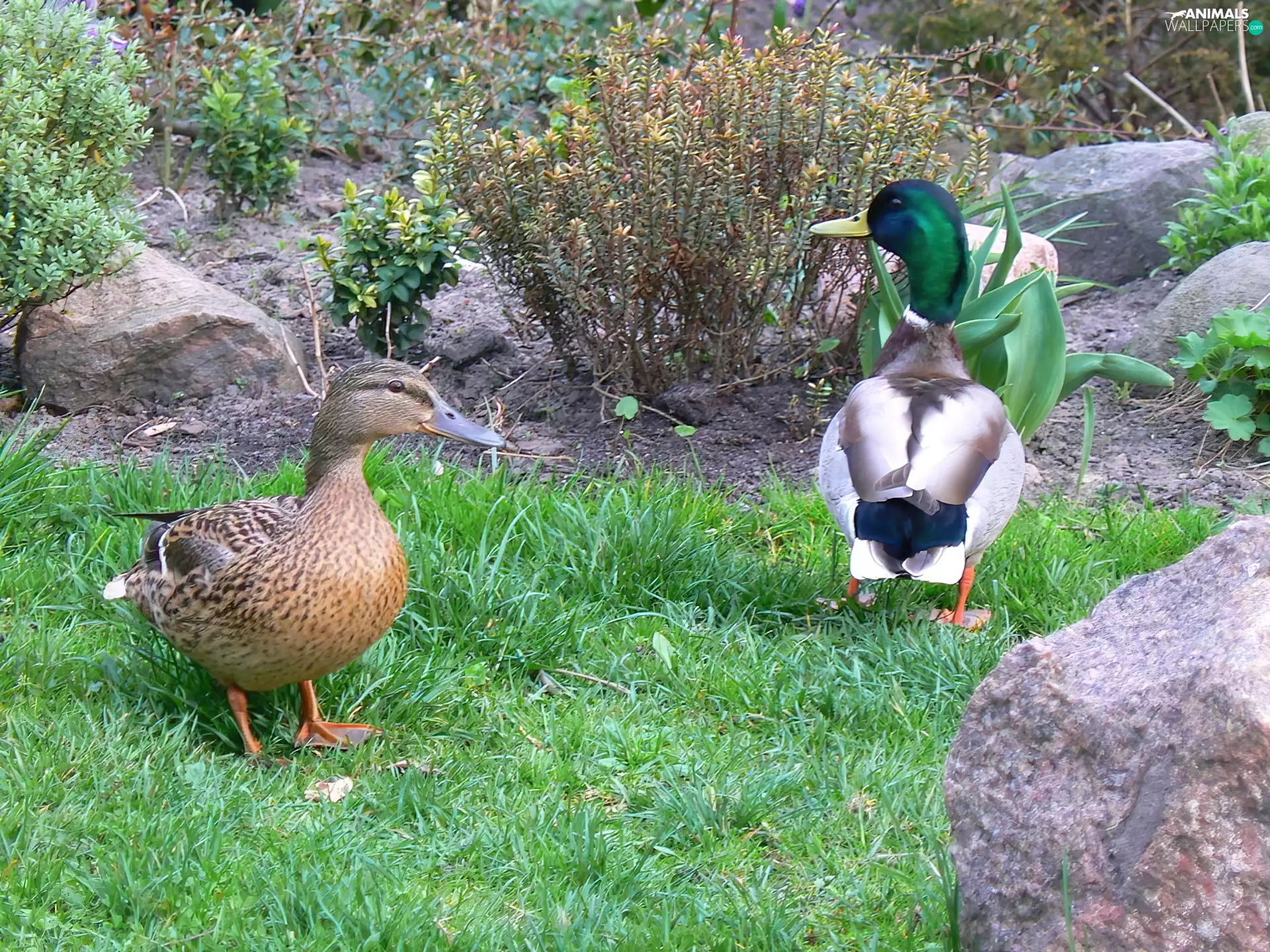 ducks, male, female