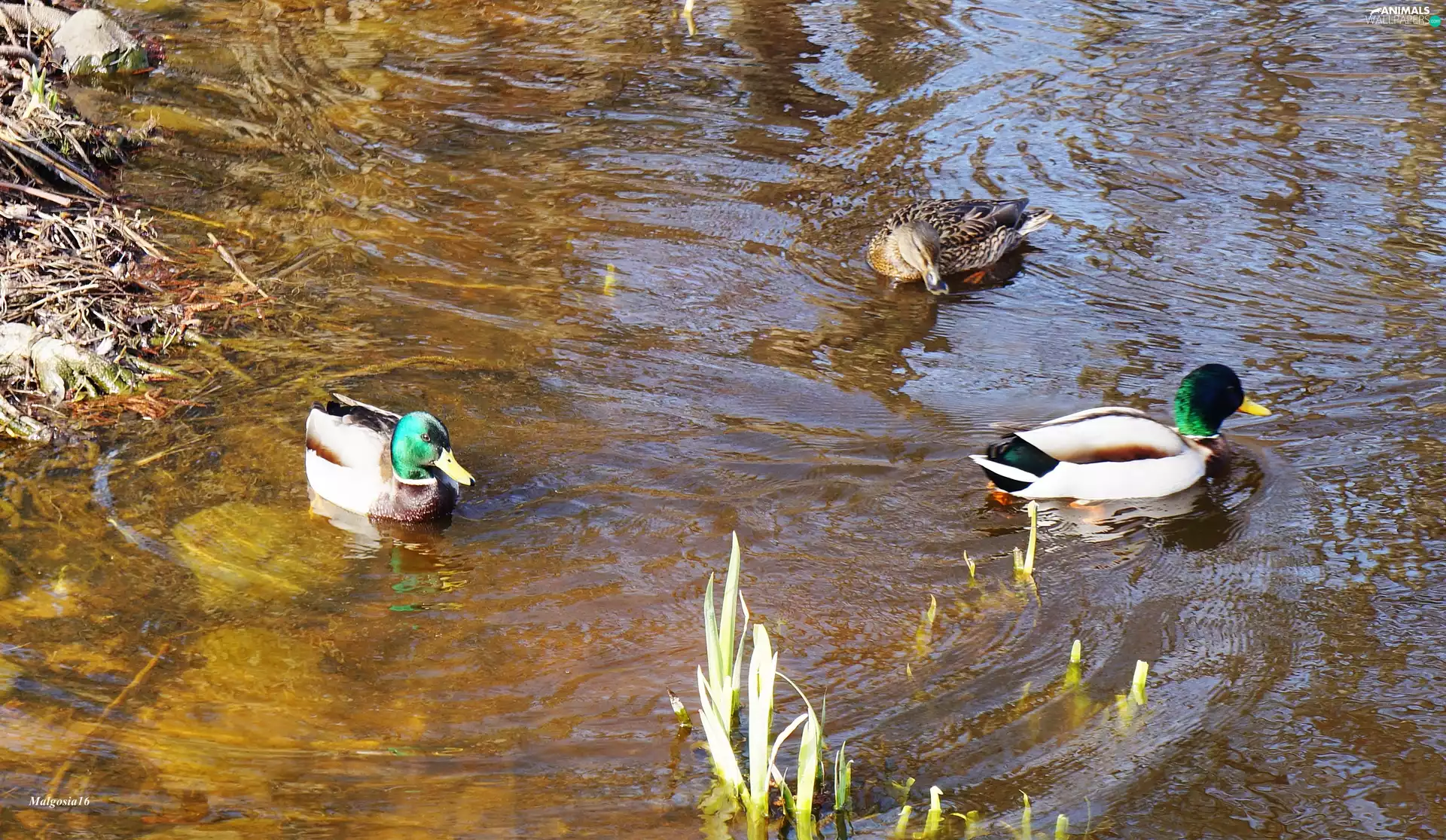 ducks, water, Floating