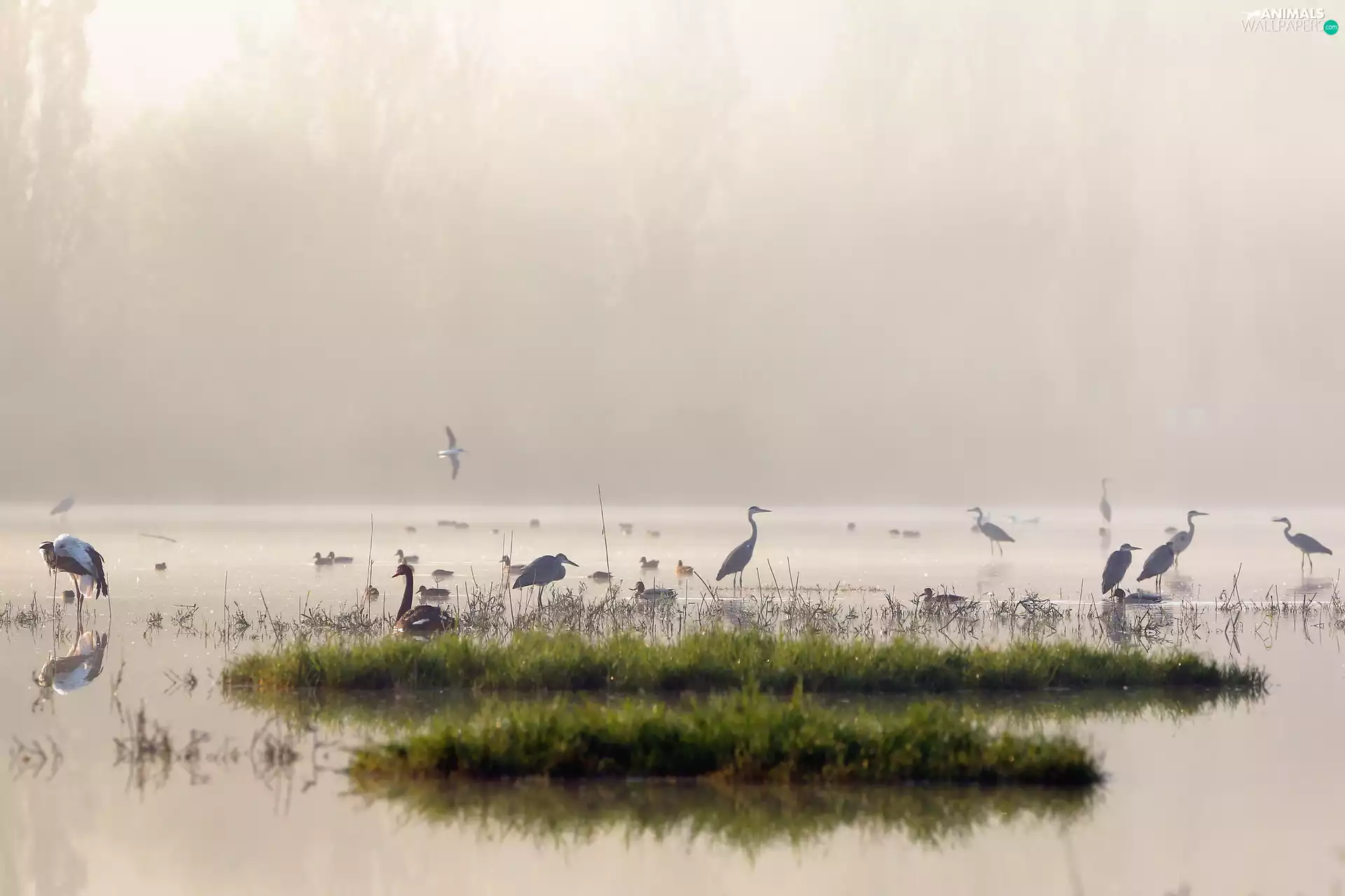 herons, ducks, Fog, birds, lake