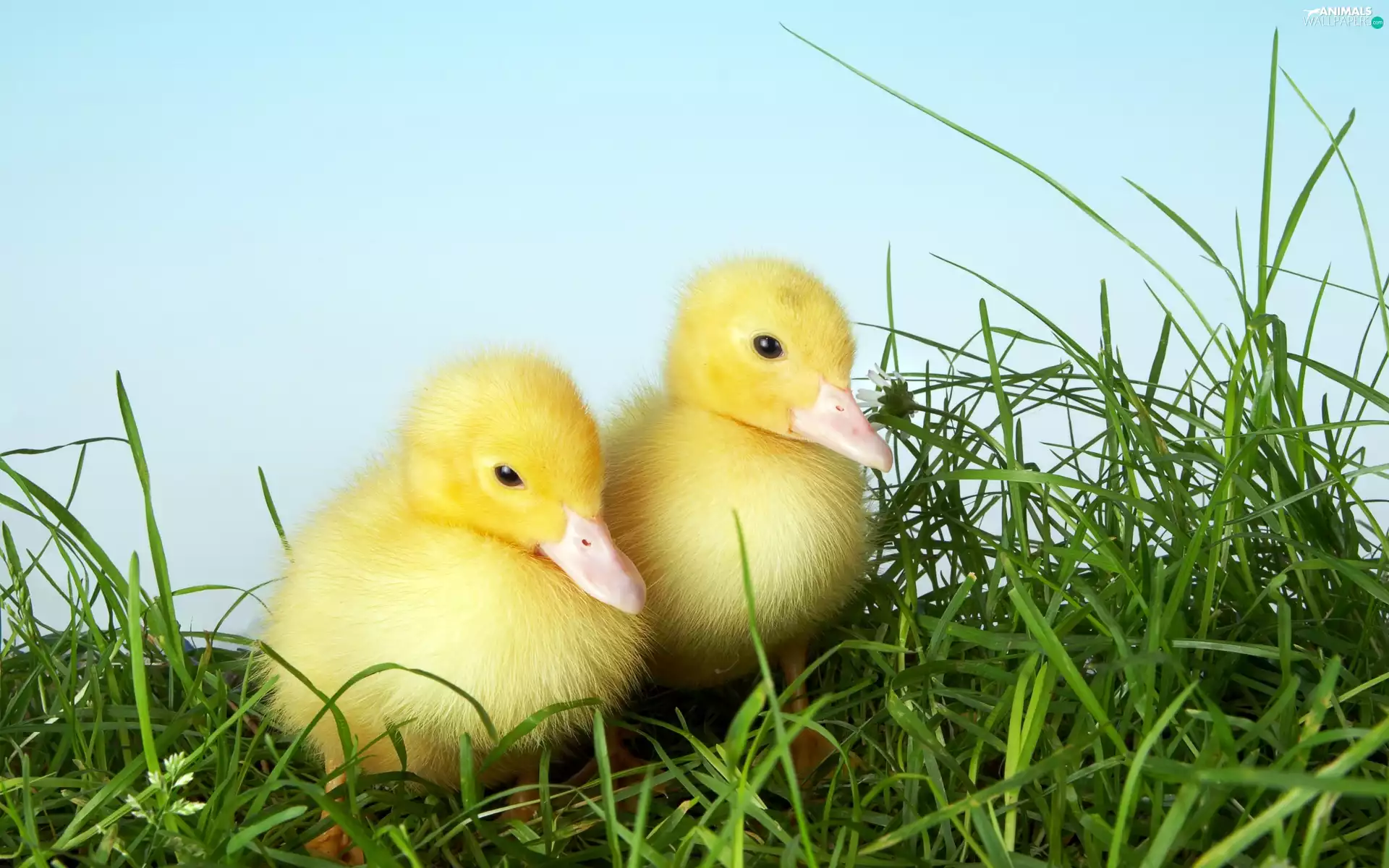 grass, little doggies, ducks