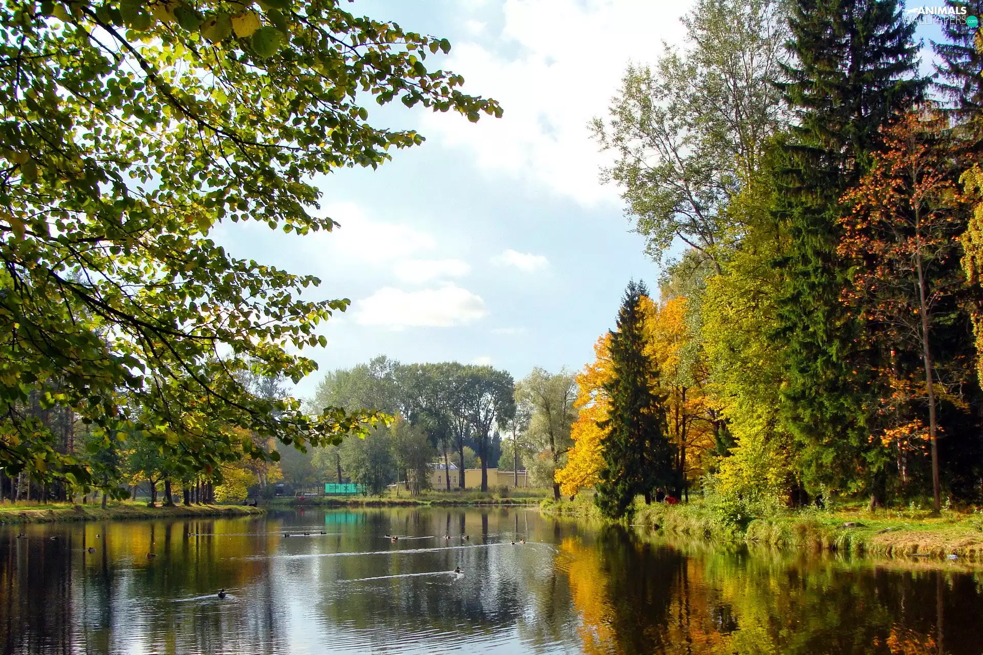 River, Park, autumn, ducks