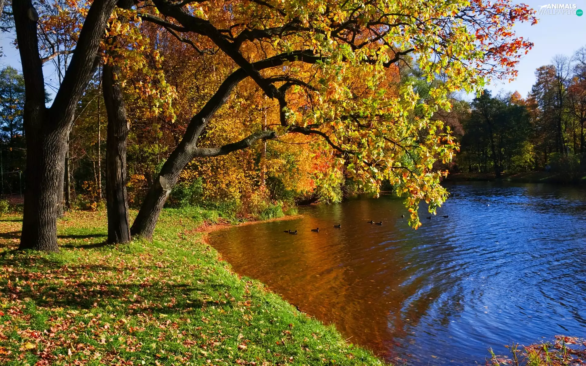 River, Park, autumn, ducks