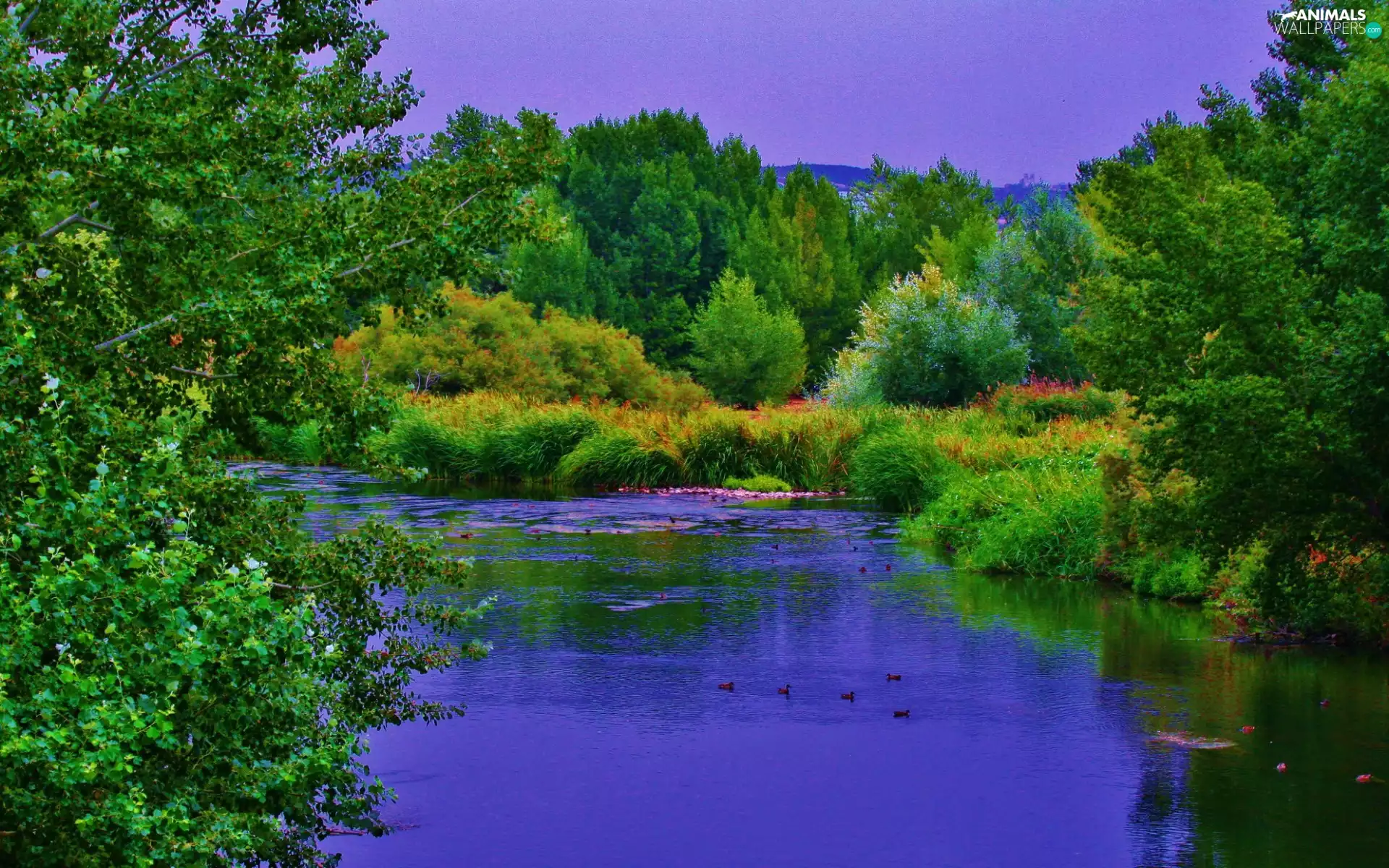 River, forest, Mountains, ducks