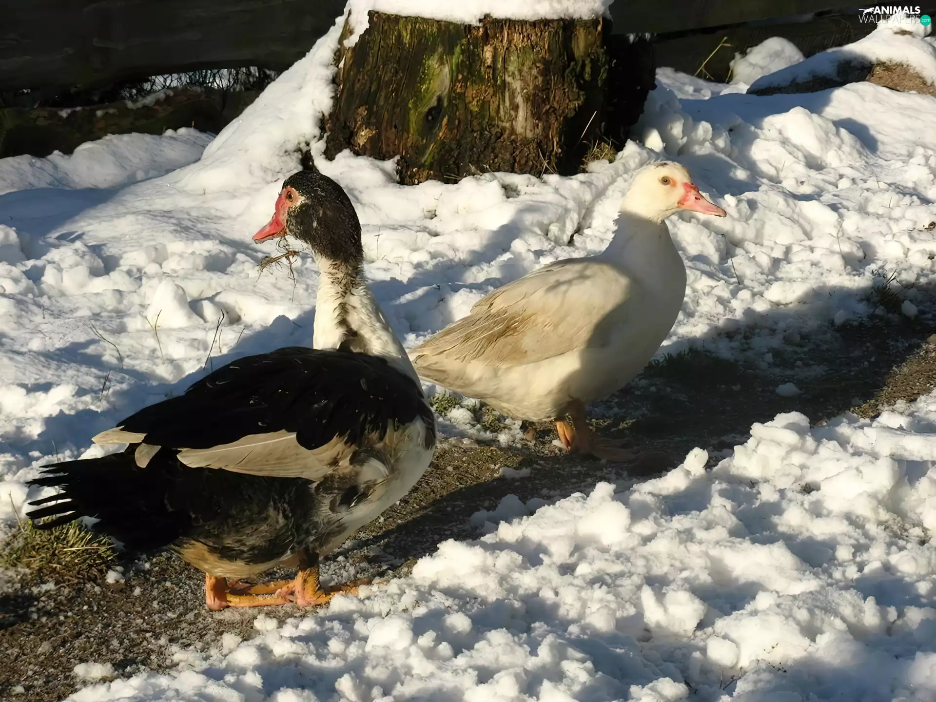 ducks, snow