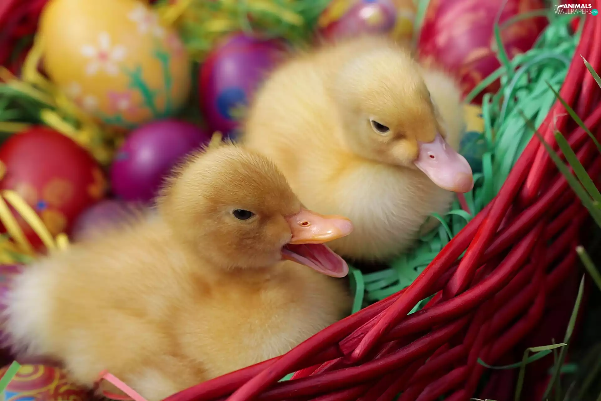 Two, basket, Easter, ducks