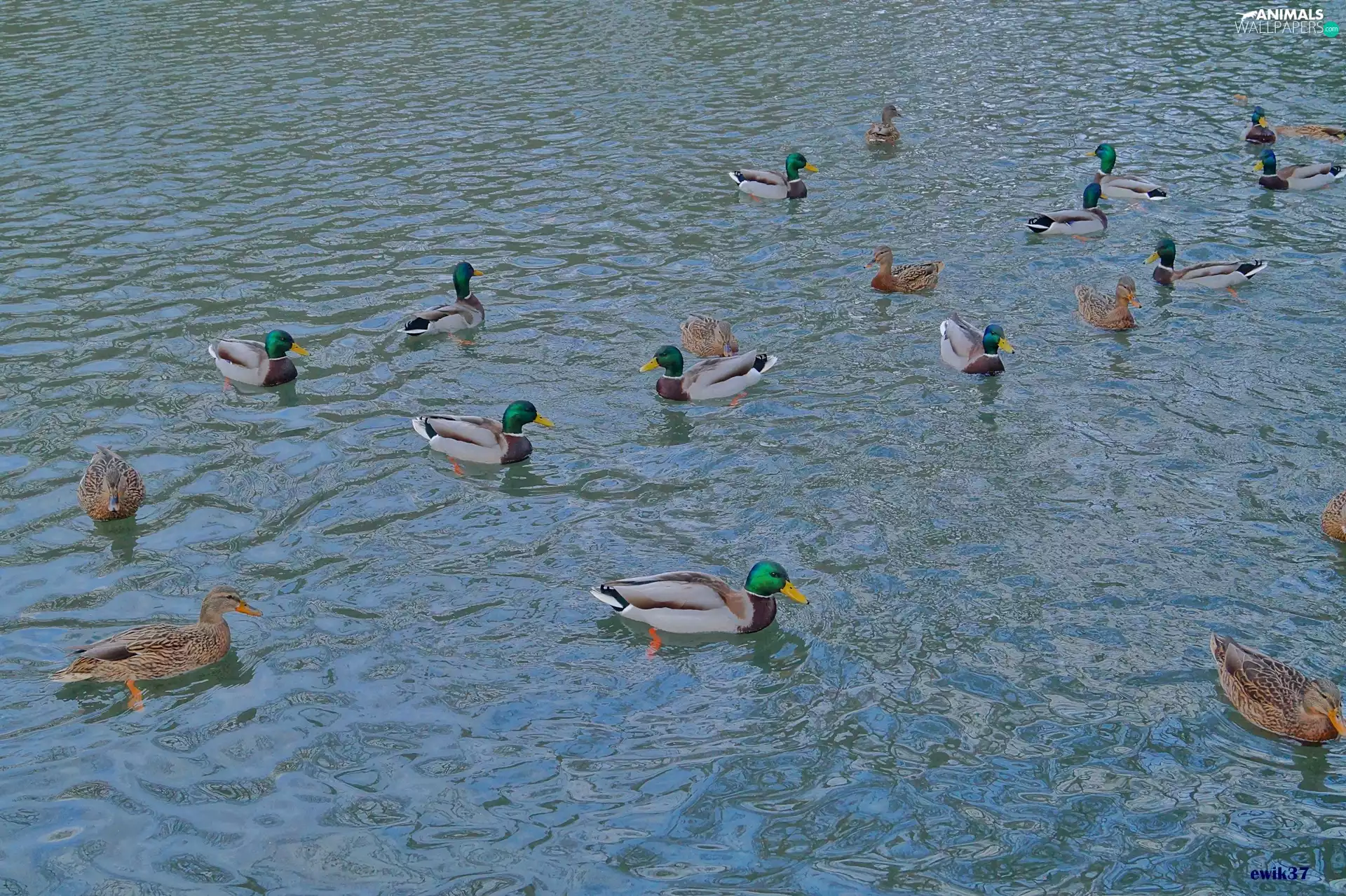 ducks, water