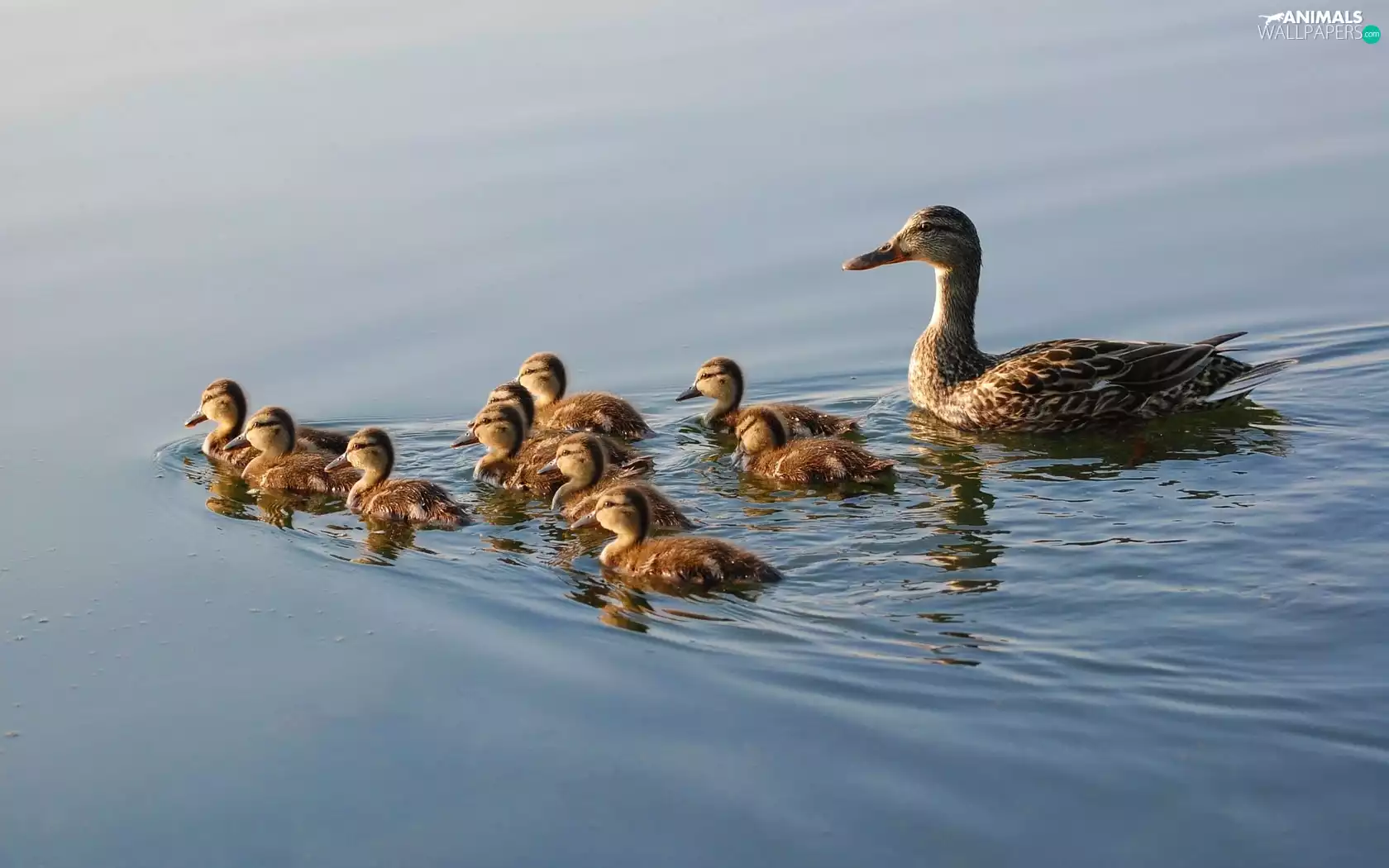 young, mother, water, ducks