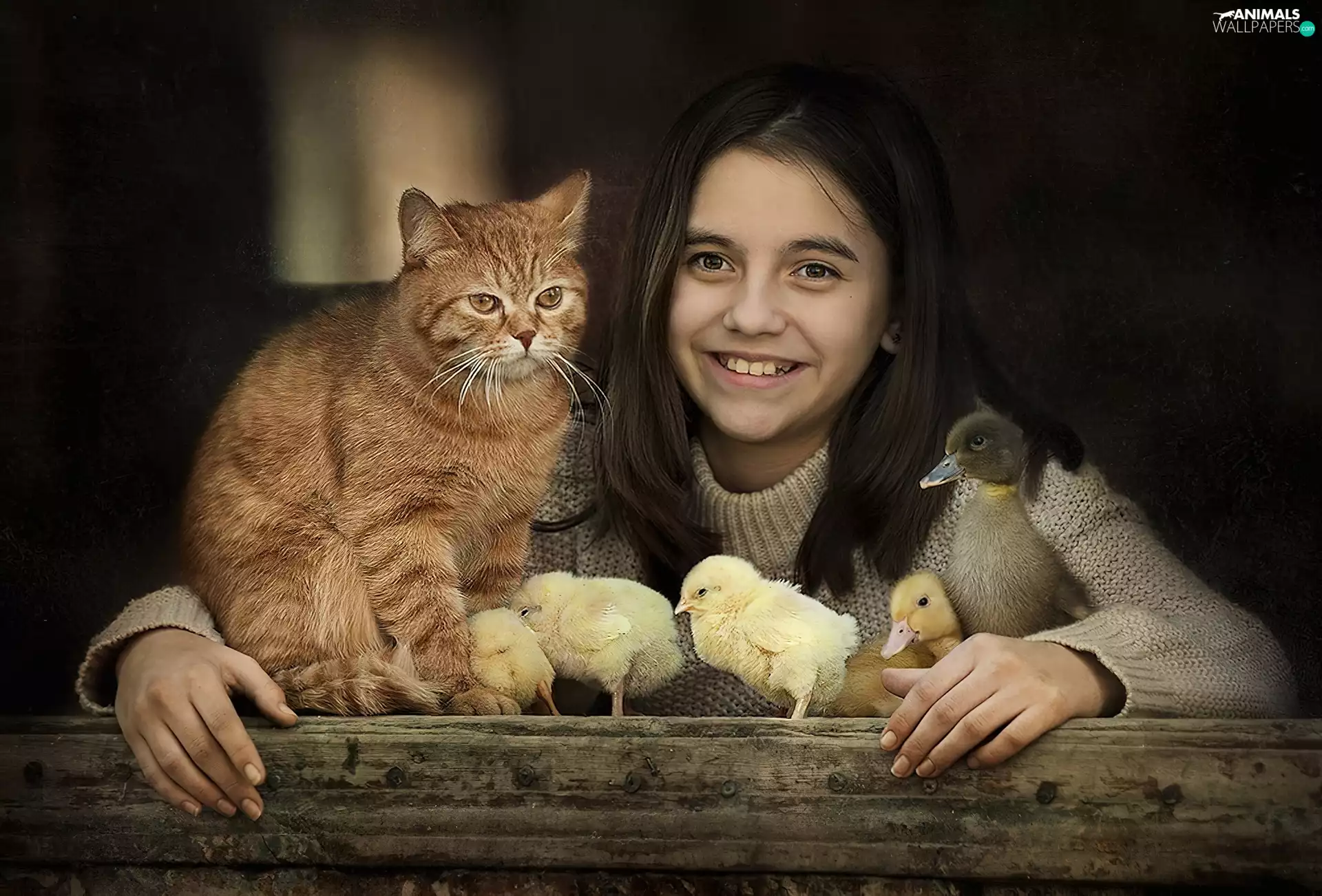 chickens, Ducky, ginger, cat, girl