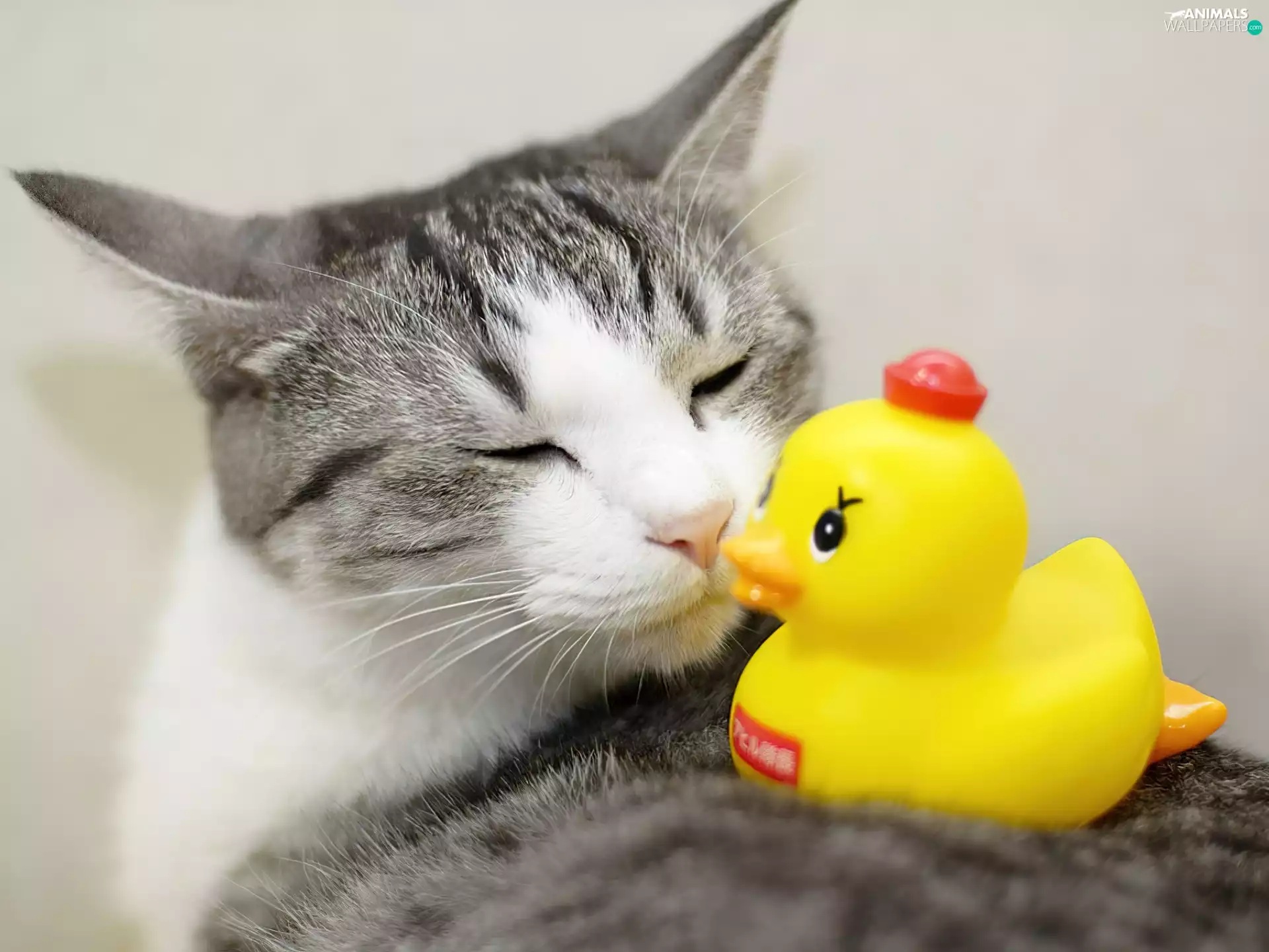 Ducky, cat, Plastic