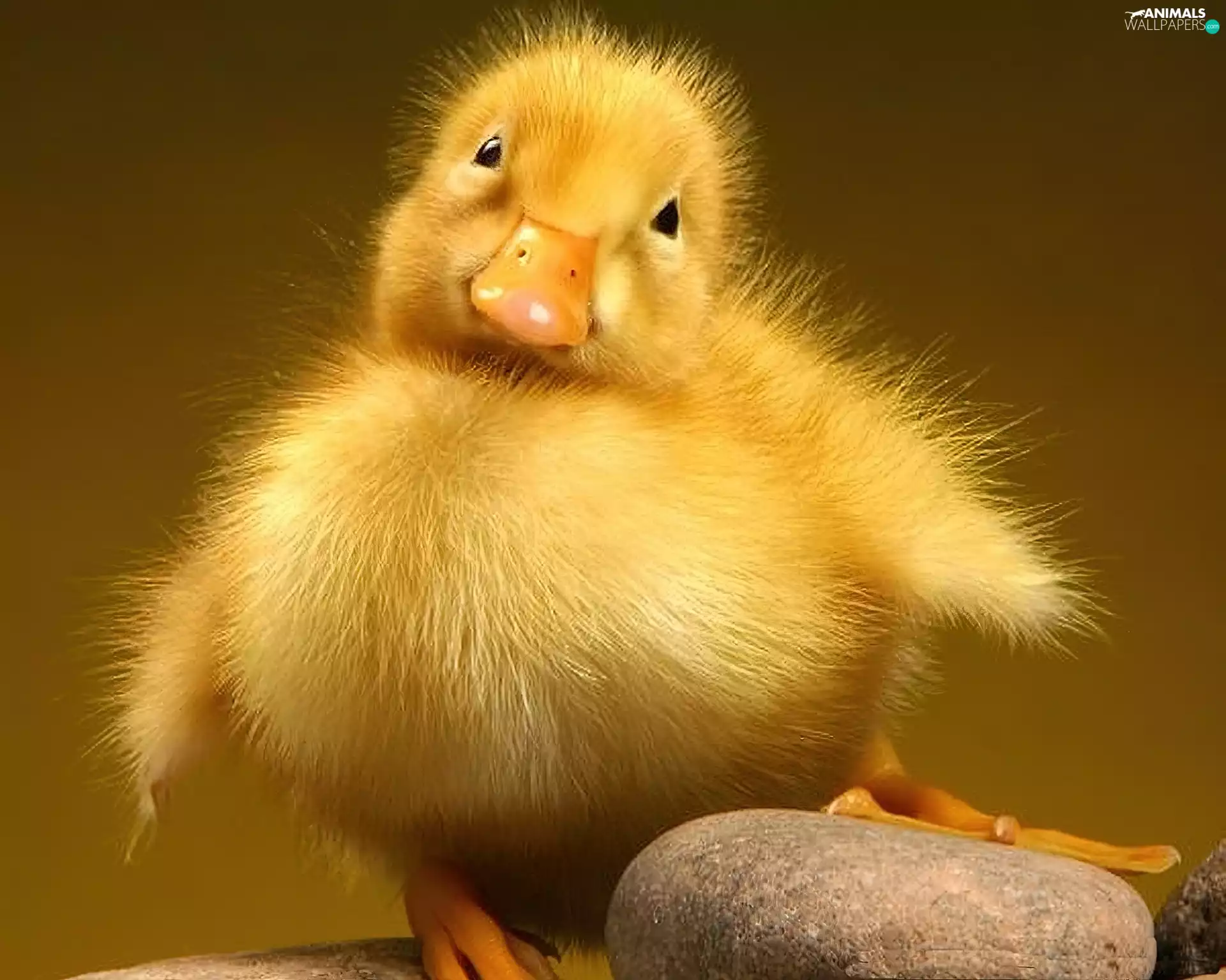 small, Stone, pud, Ducky