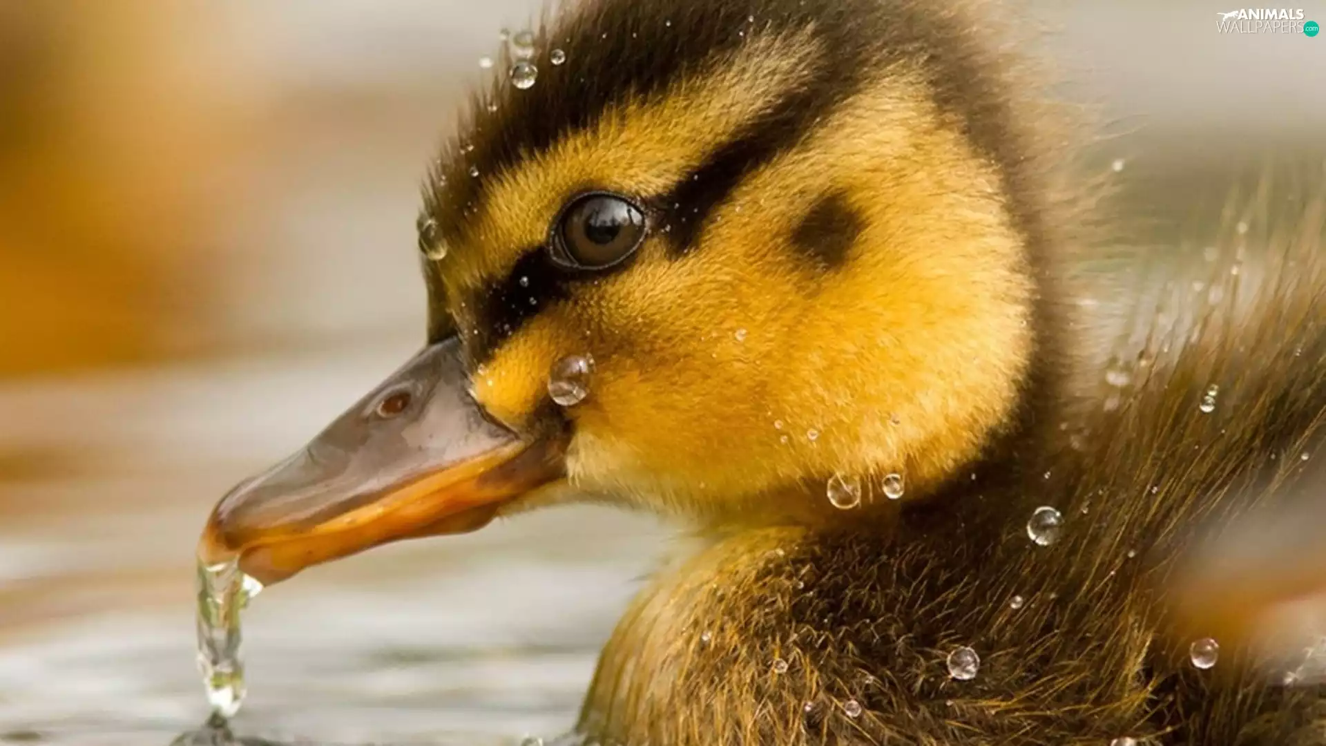 small, drops, water, Ducky