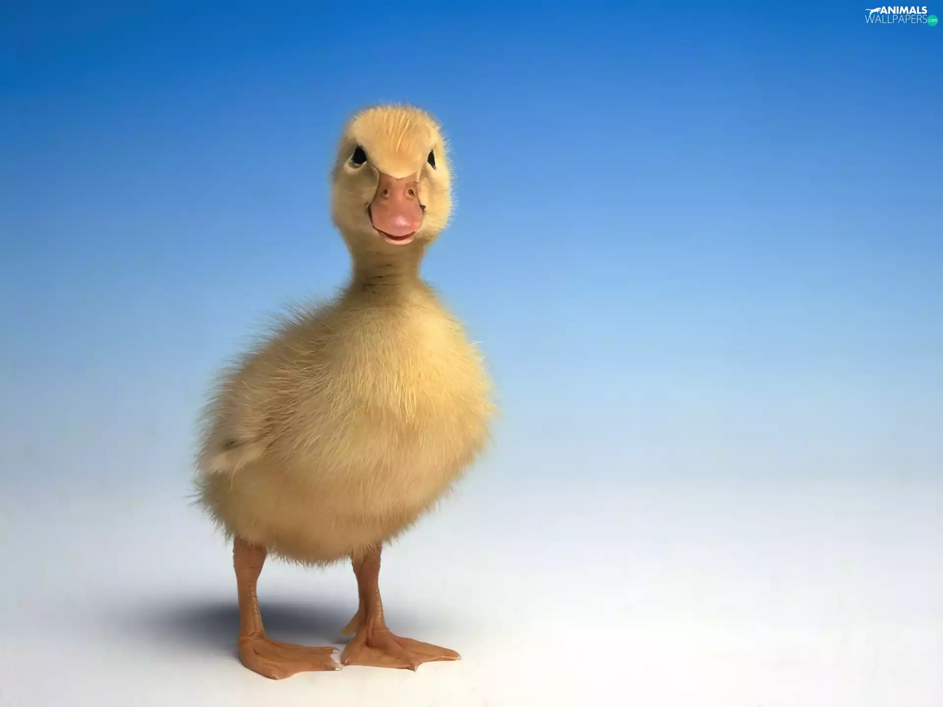 Ducky