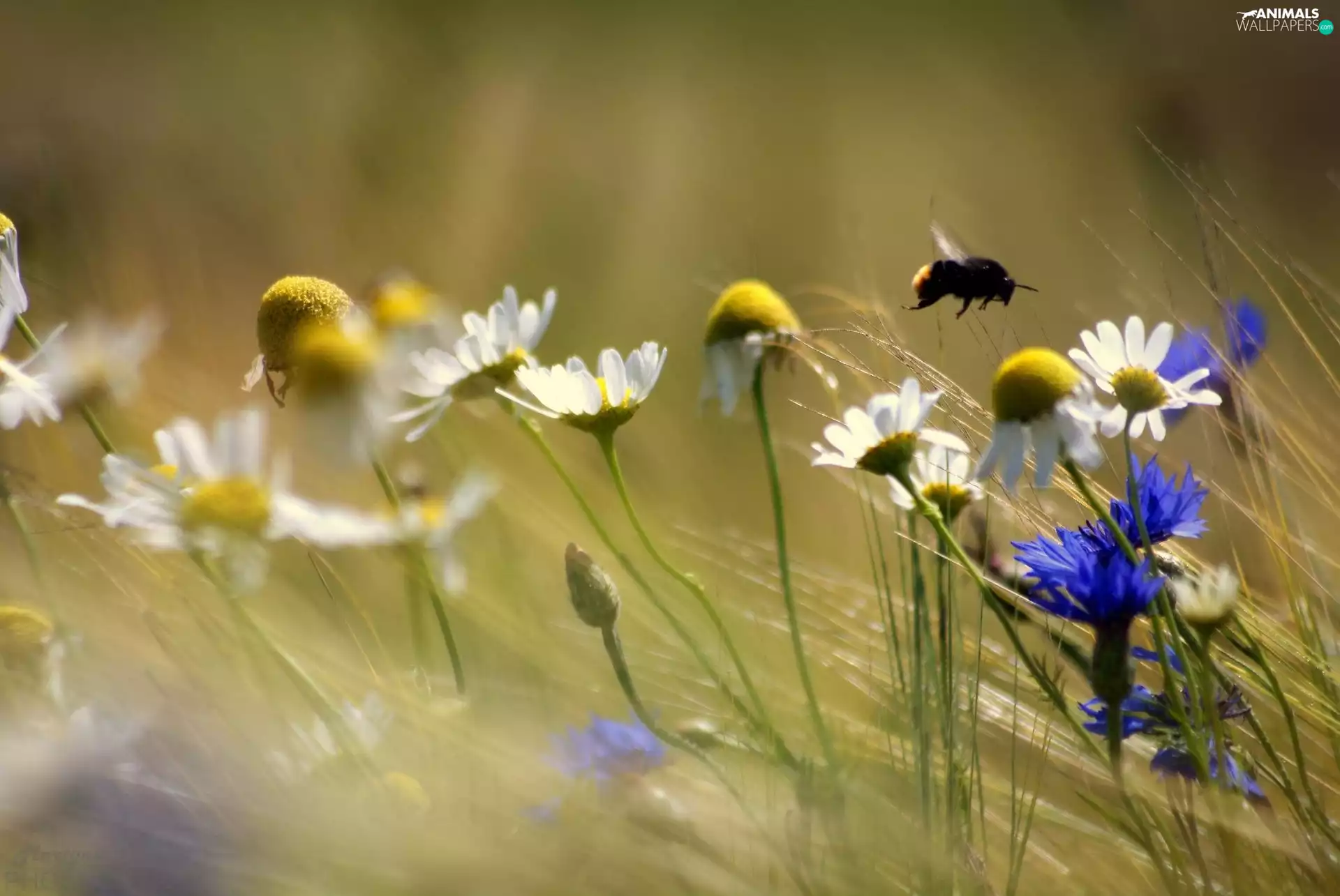 dumbledor, daisies, cornflowers