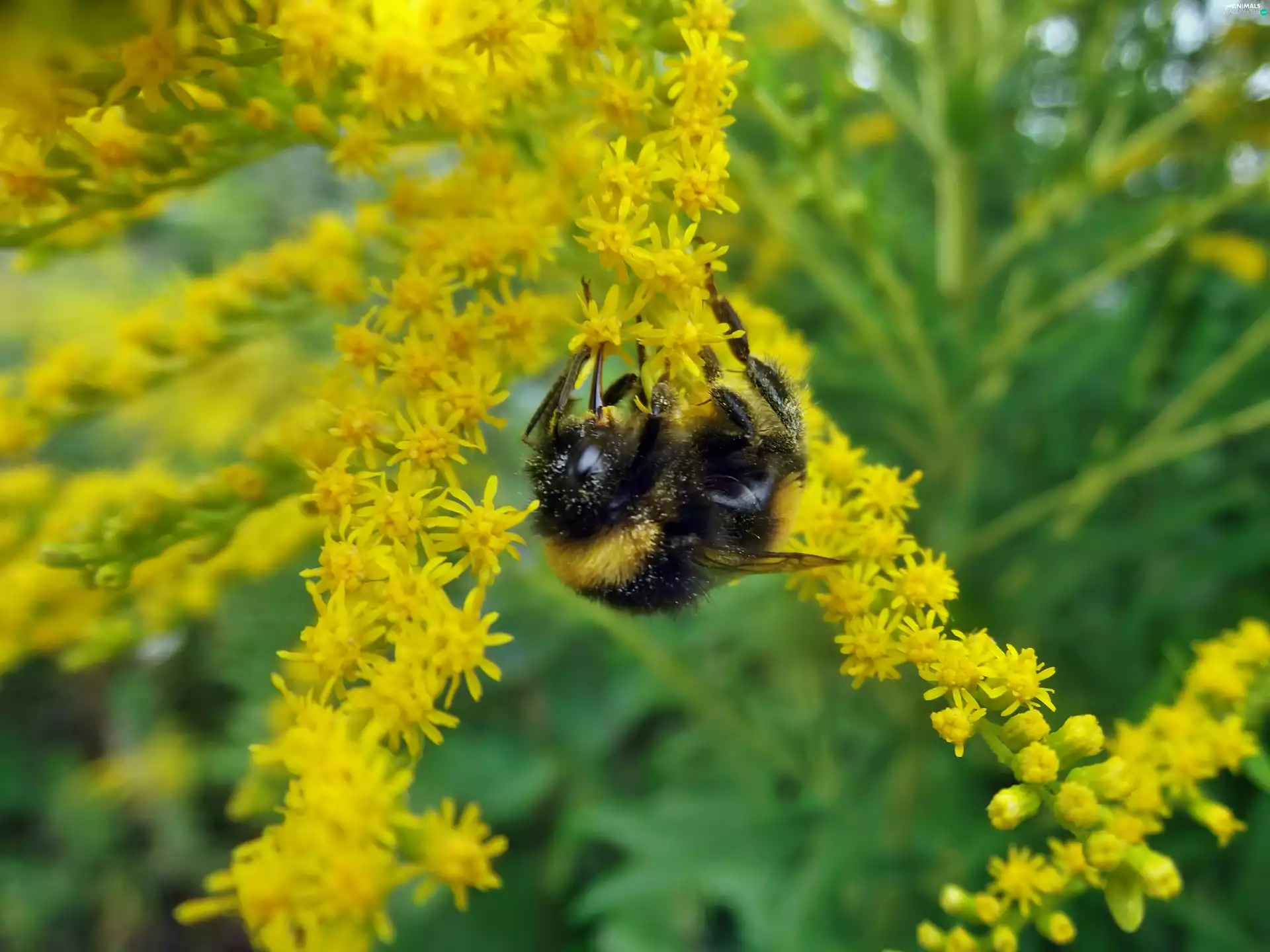 preying, dumbledor, Flowers, Goldenrod, Yellow