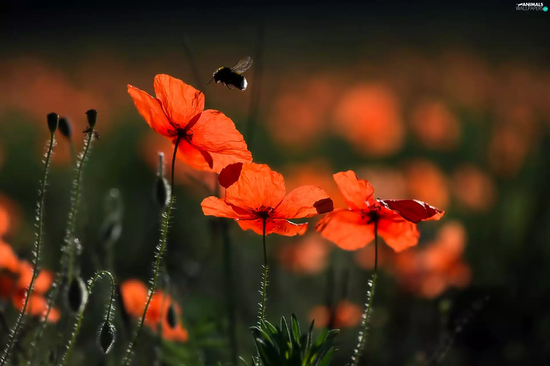 dumbledor, Red, papavers