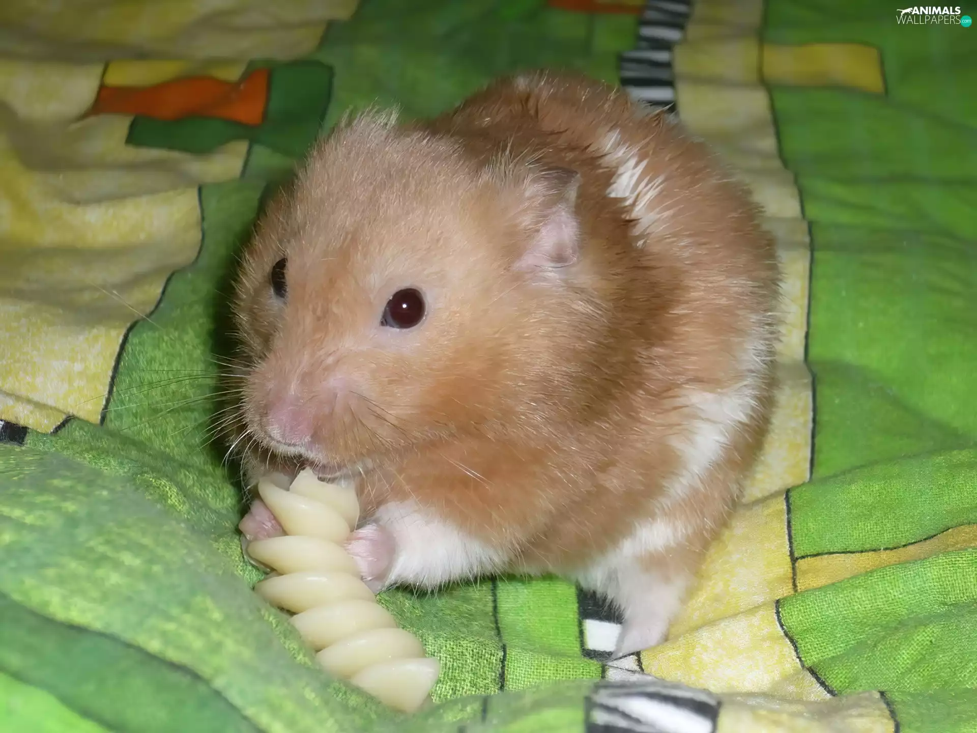 hamster, Bedding, snacking, dumpling