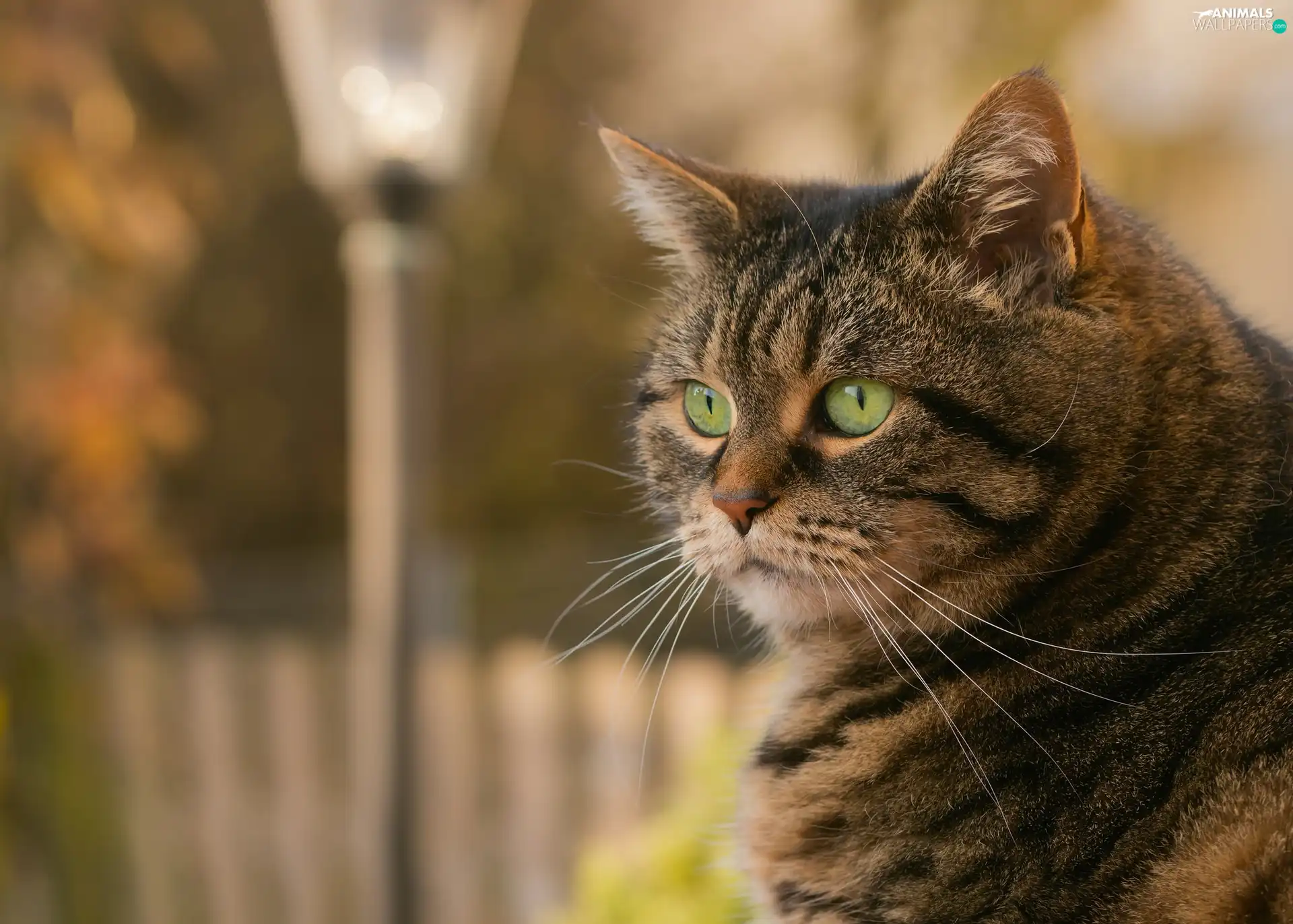 dun, Gray, cat, green ones, trees, blur, portrait, Fance, Eyes