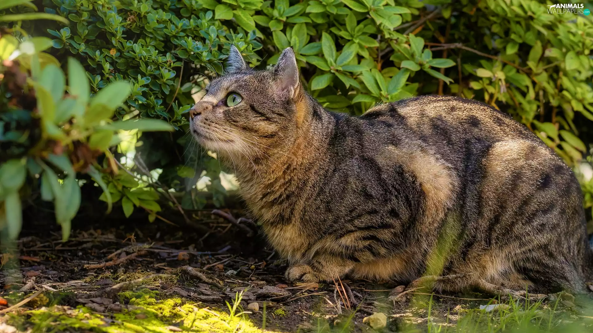 gazing, cat, Bush, dun