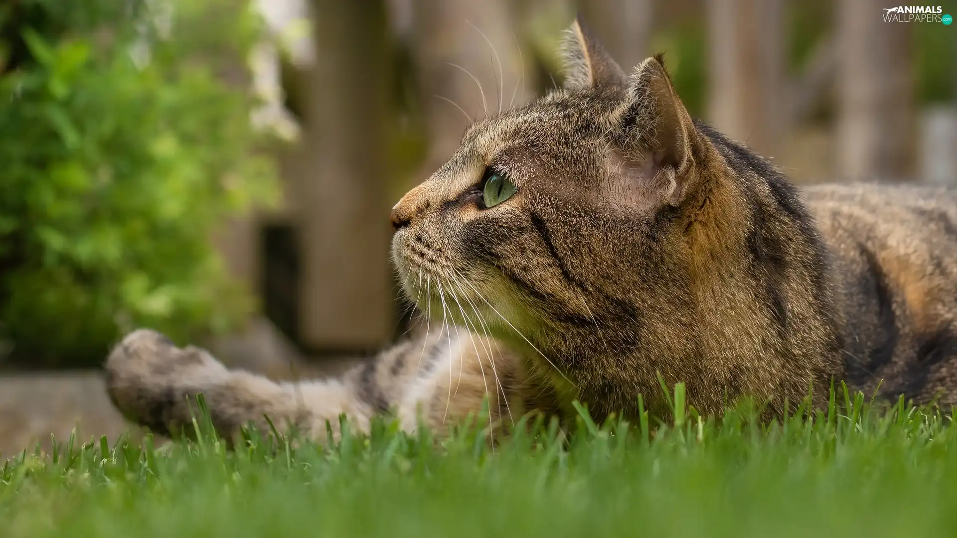 gazing, cat, grass, dun