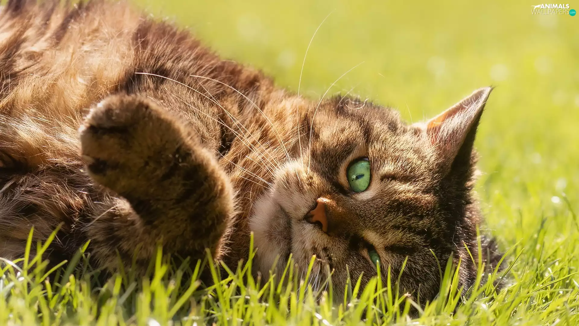 green ones, Eyes, dun, cat, grass