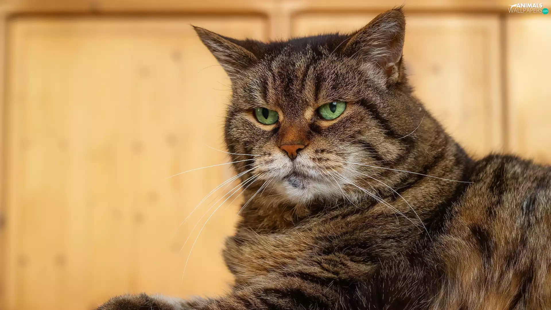 green ones, Eyes, dun, cat, lying