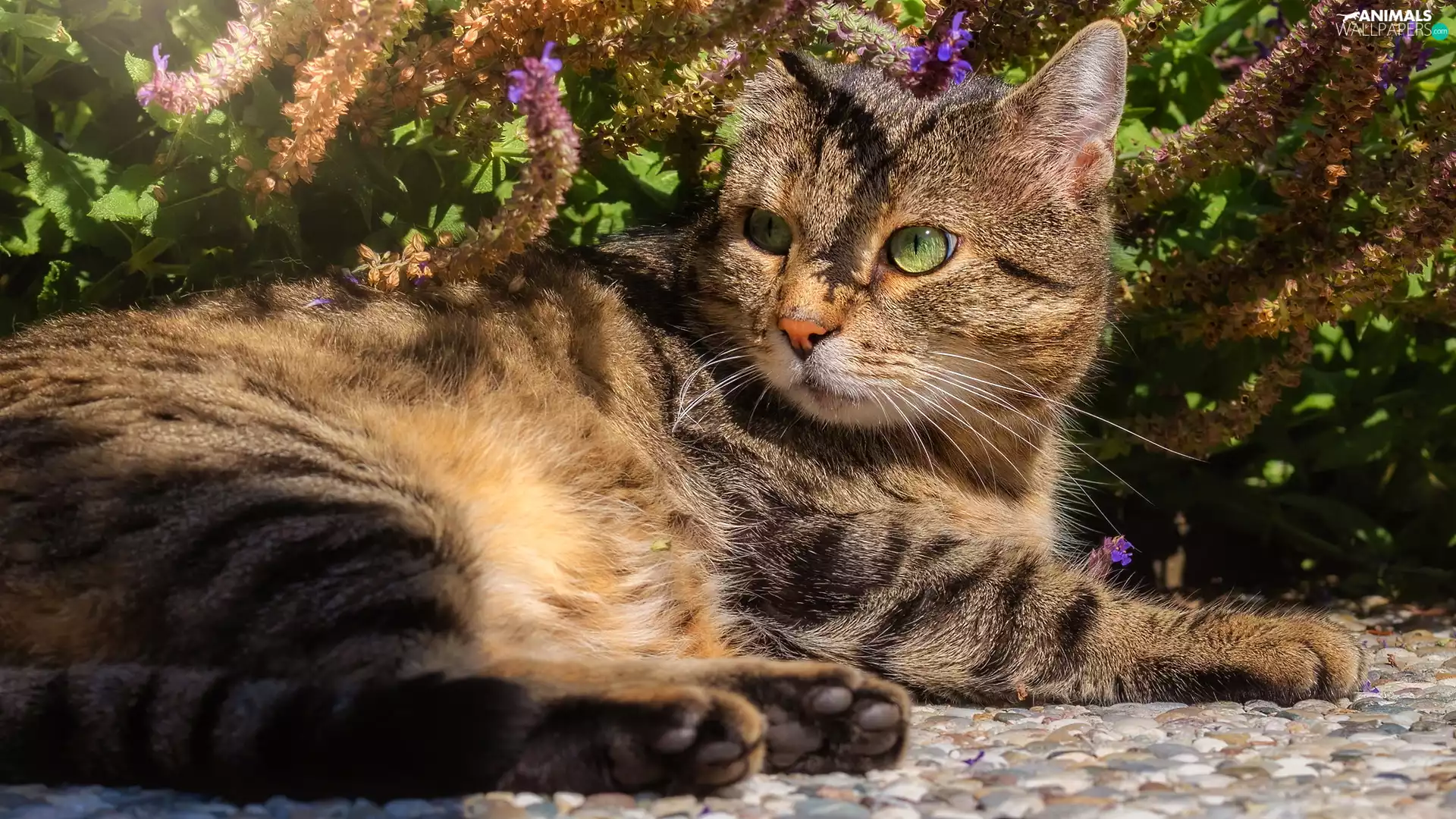 lying, cat, Plants, dun