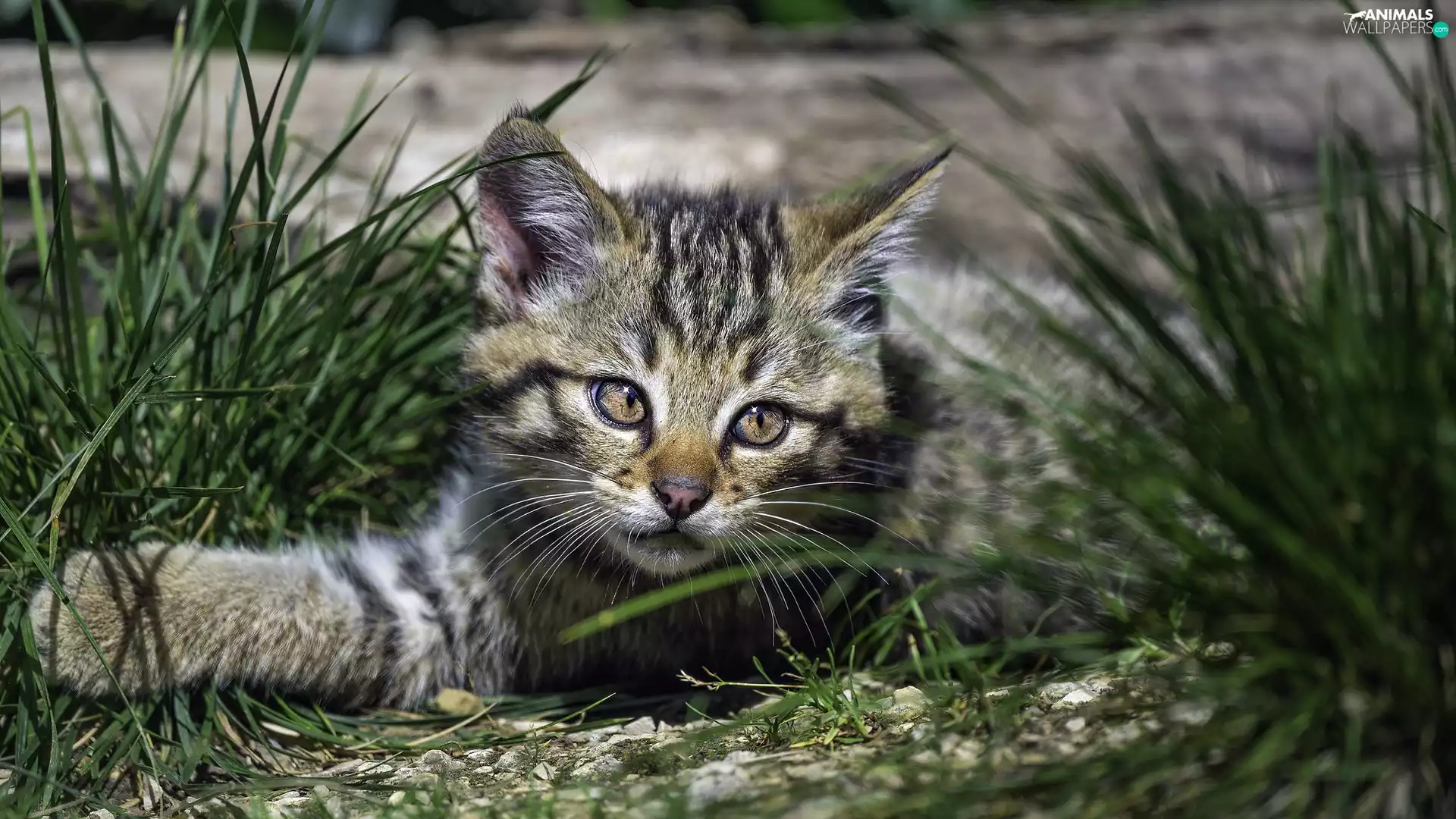 small, kitten, grass, dun