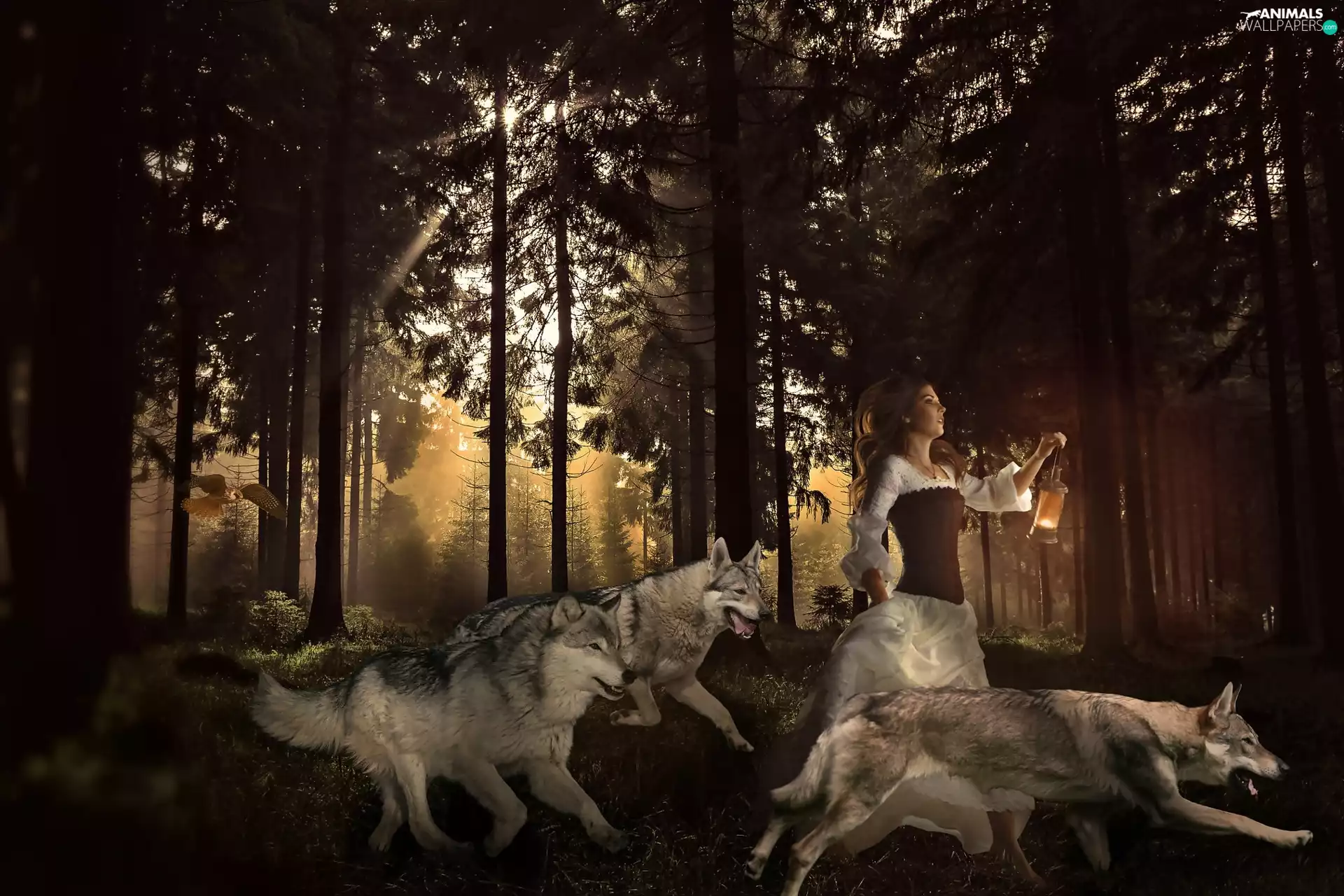wolves, Women, Fog, Dusk, forest, lantern