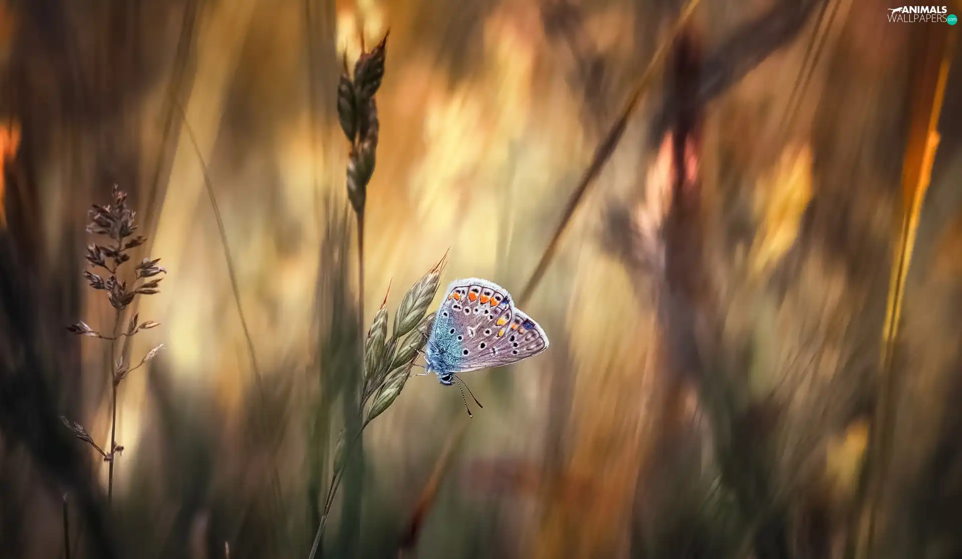 blades, butterfly, Dusky Icarus, grass