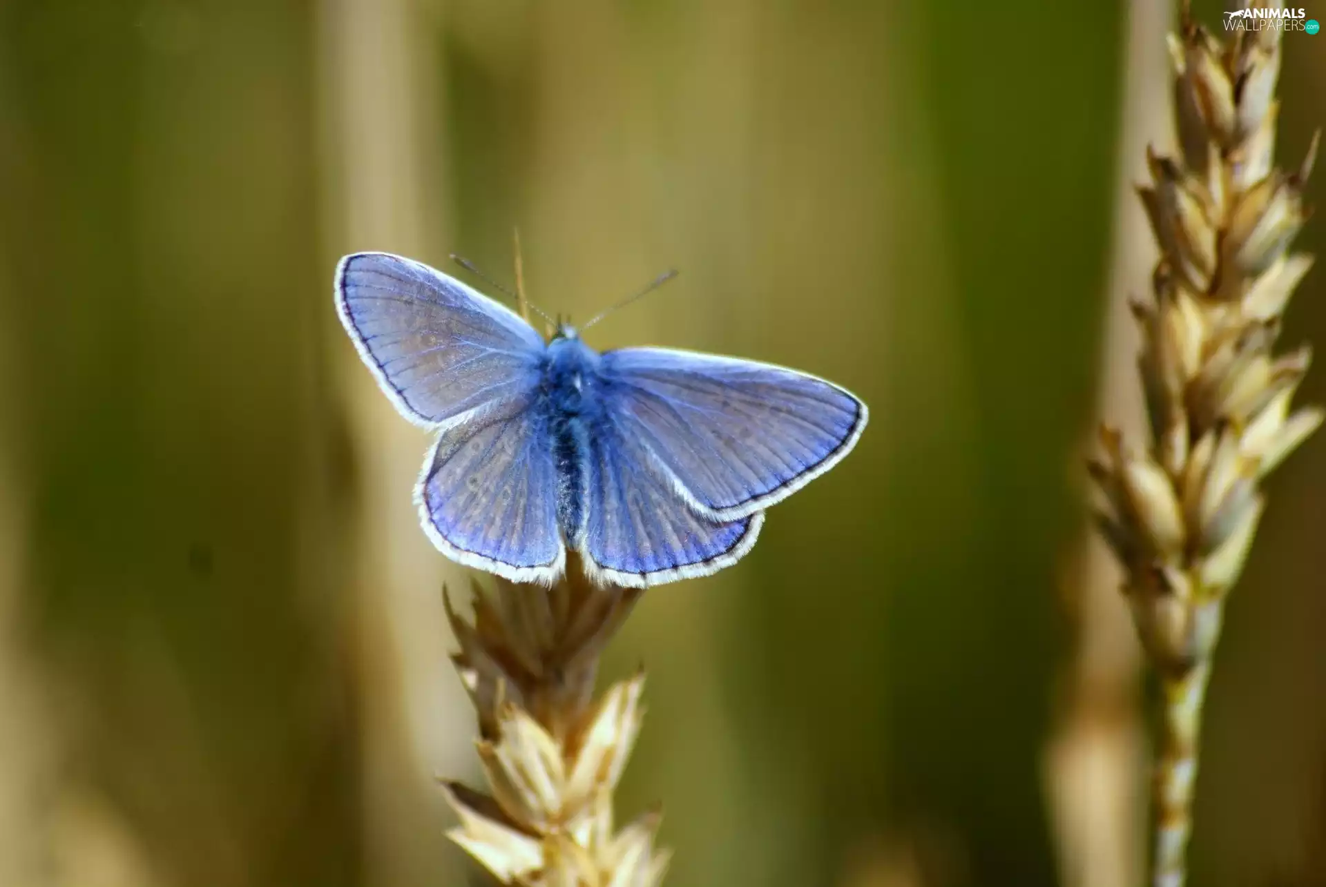 Dusky, blue, butterfly