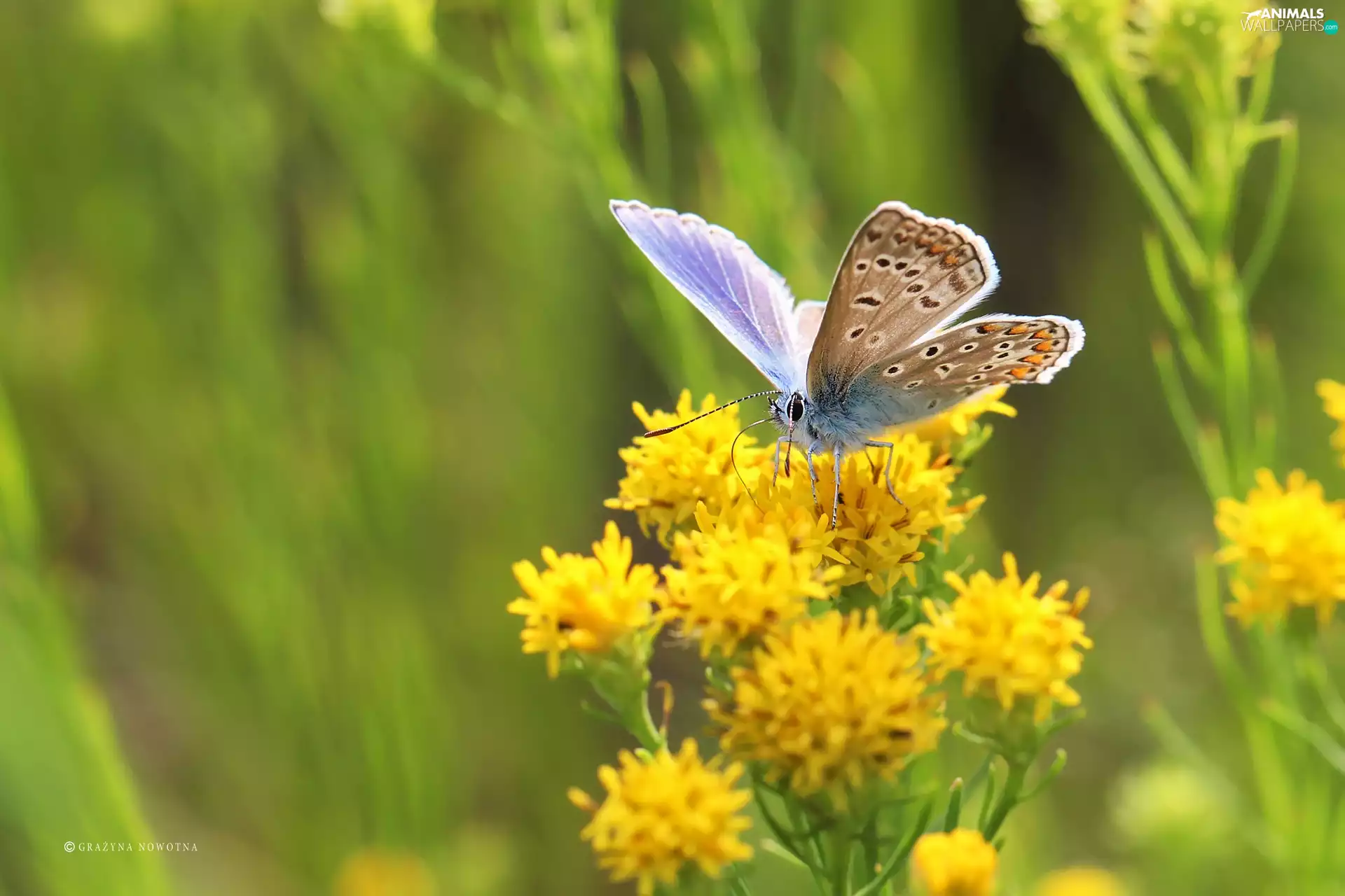 butterfly, Insect, Flowers, Dusky