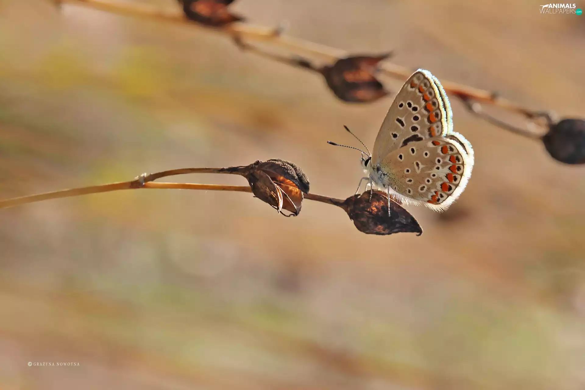 butterfly, Insect, plant, Dusky