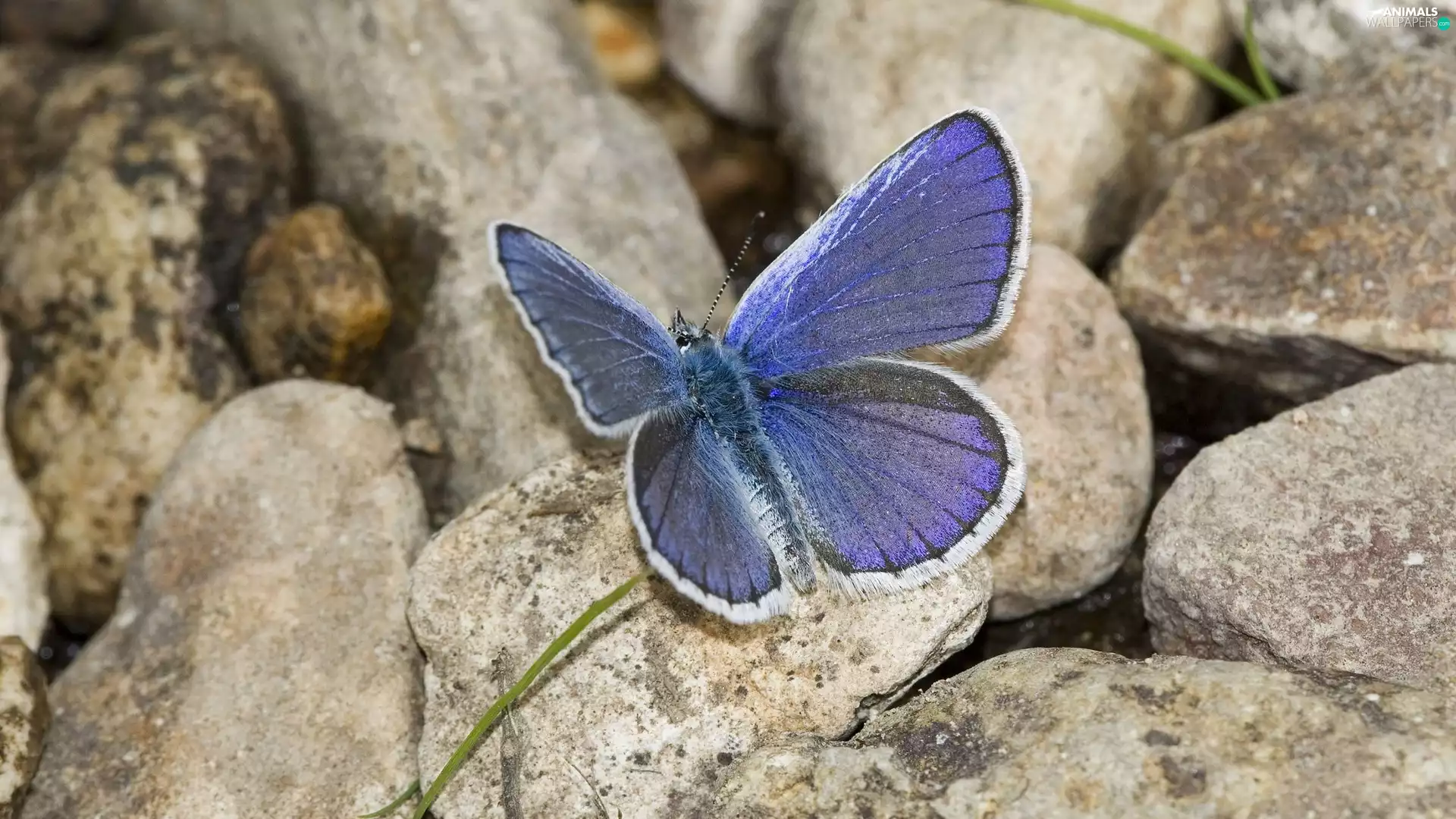 butterfly, Ikar, Stones, Dusky